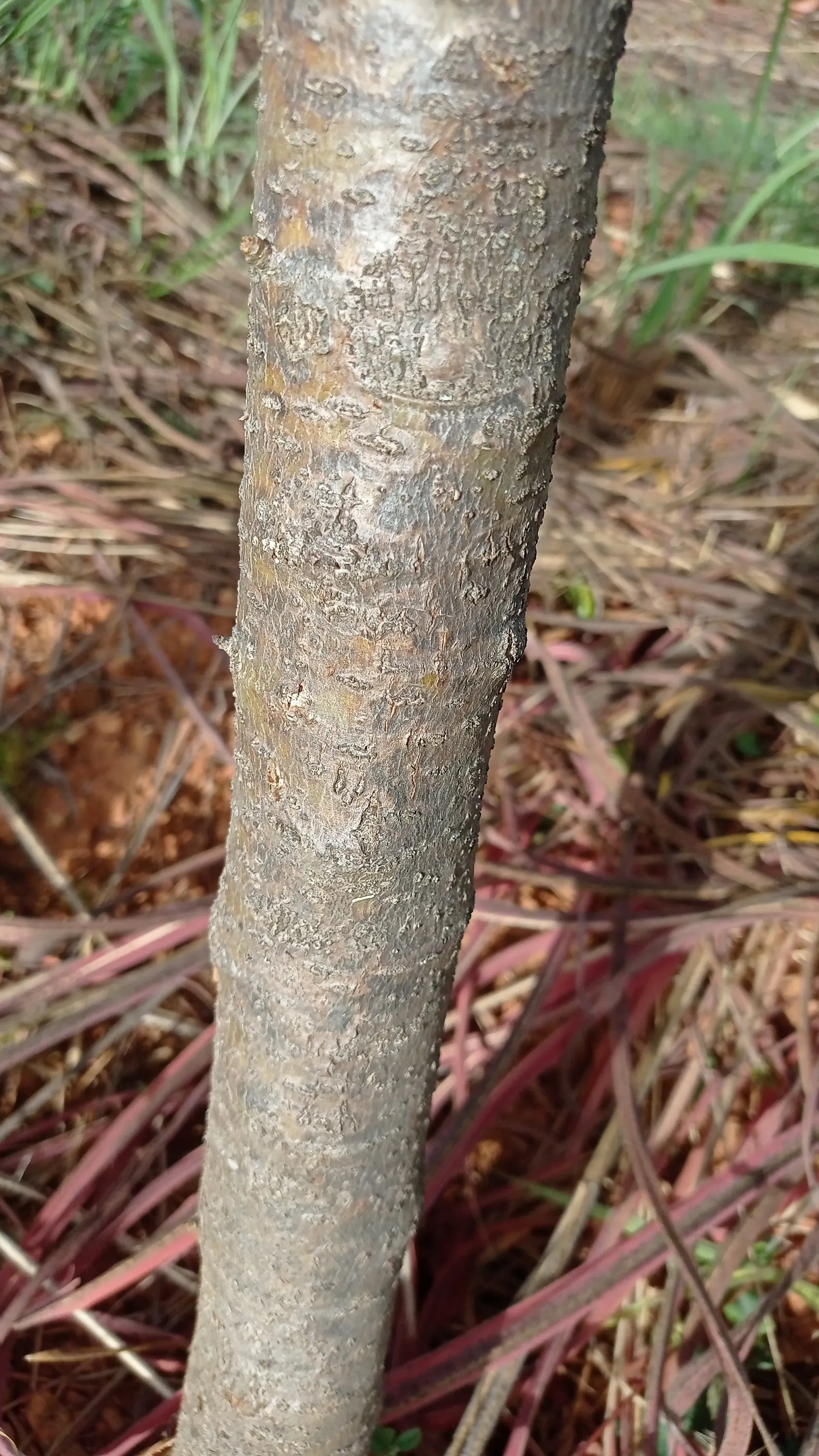 Yellow-Oleander (Thevetia Peruviana) — due to its toxicity and potential to grow to a significant size