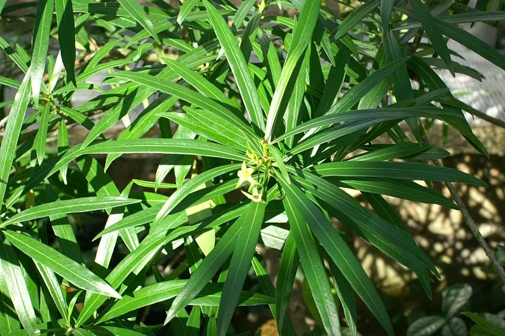 Yellow-Oleander (Thevetia Peruviana) — shrub / tree for full; due to its toxicity and potential to grow to a significant size, image 112
