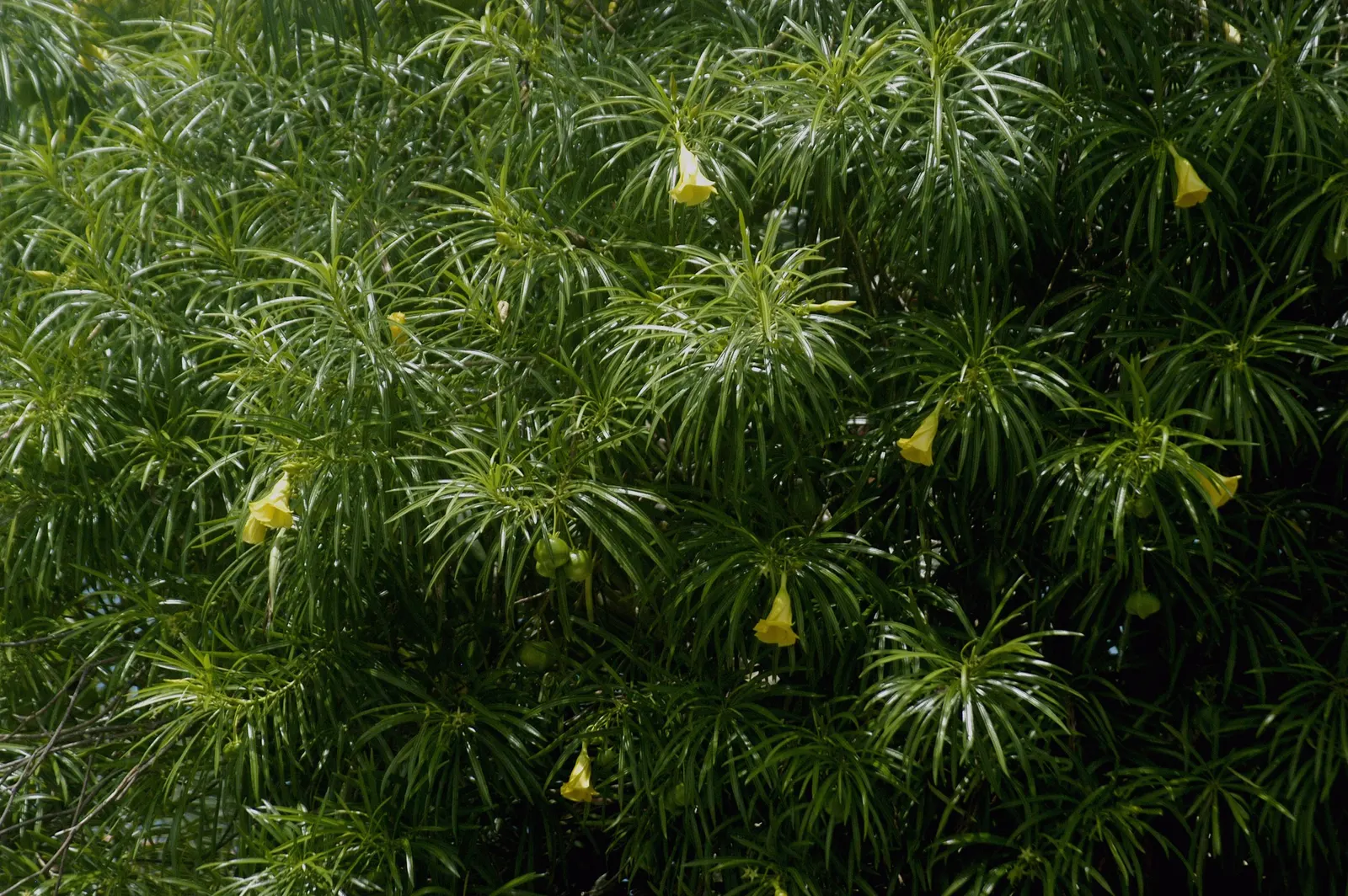 Yellow-Oleander (Thevetia Peruviana) — as the plant is drought-tolerant once established.<br><br>The glossy lanceolate leaves; <br><br>Originating, image 70