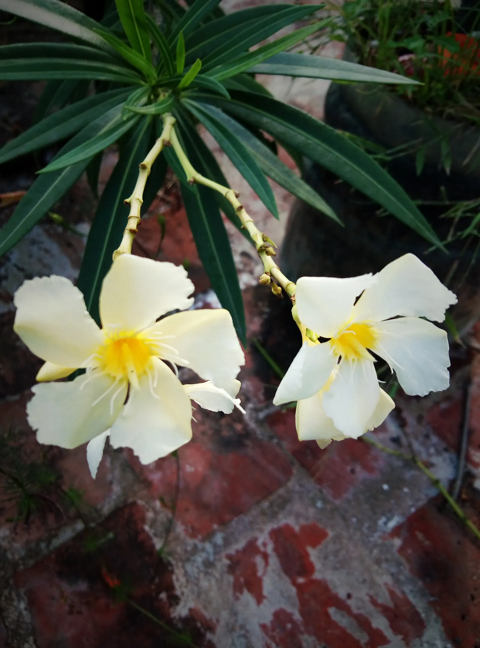 Yellow-Oleander (Thevetia Peruviana) — Ideal for accent planting and hedges; caution: All parts are highly toxic if ingested, image 61