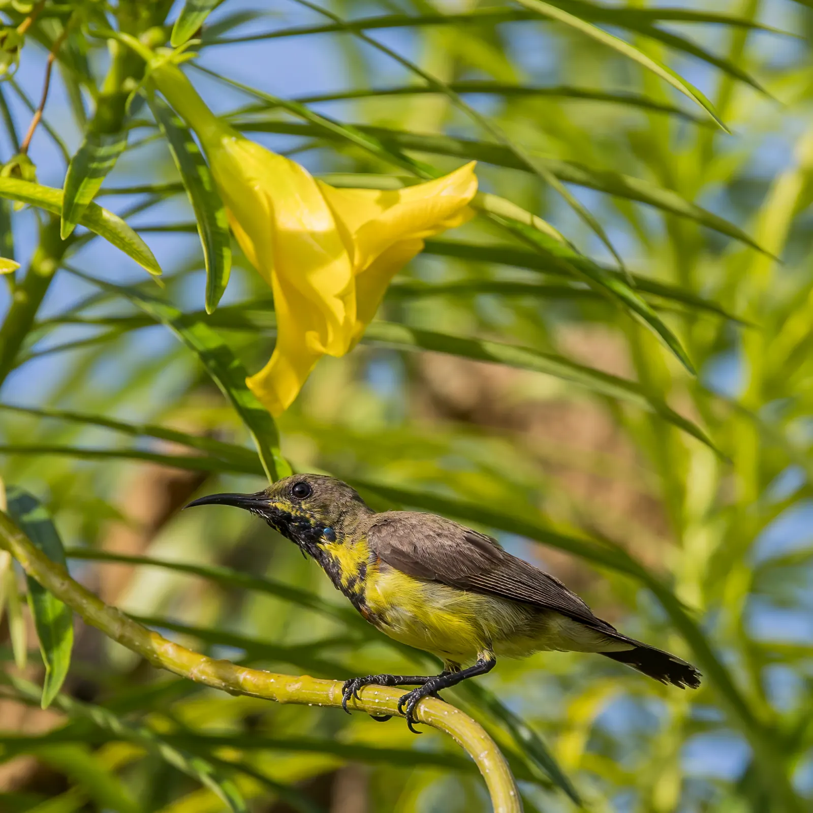 Yellow-Oleander (Thevetia Peruviana) — shrub / tree with orange and yellow blooms; attracting pollinators such as bees and butterflies to the garden, image 83