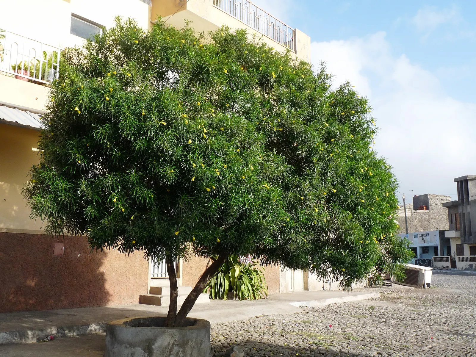 Yellow-Oleander (Thevetia Peruviana) — shrub / tree with orange and yellow blooms; attracting pollinators such as bees and butterflies to the garden, image 111