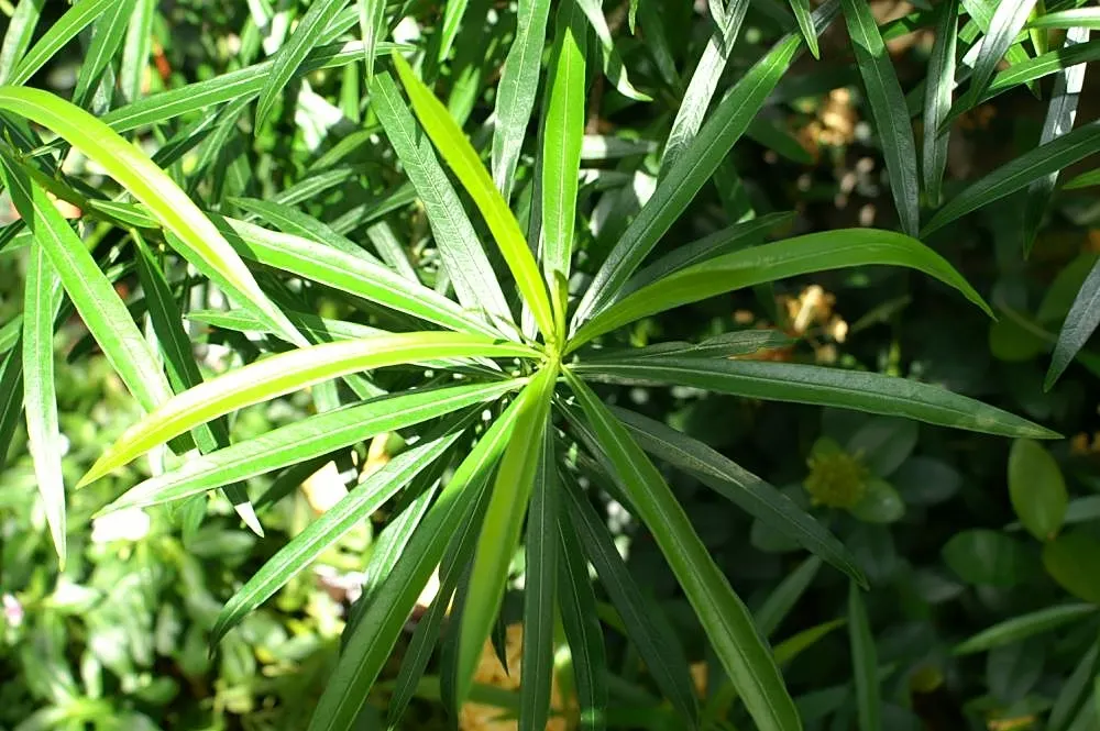 Yellow-Oleander (Thevetia Peruviana) — contribute to the plant's lush texture; due to its toxicity and potential to grow to a significant size, image 72