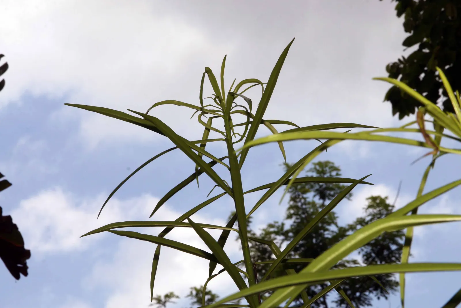 Yellow-Oleander (Thevetia Peruviana) — measuring about 4 to 8 inches long; attracting pollinators such as bees and butterflies to the garden, image 99