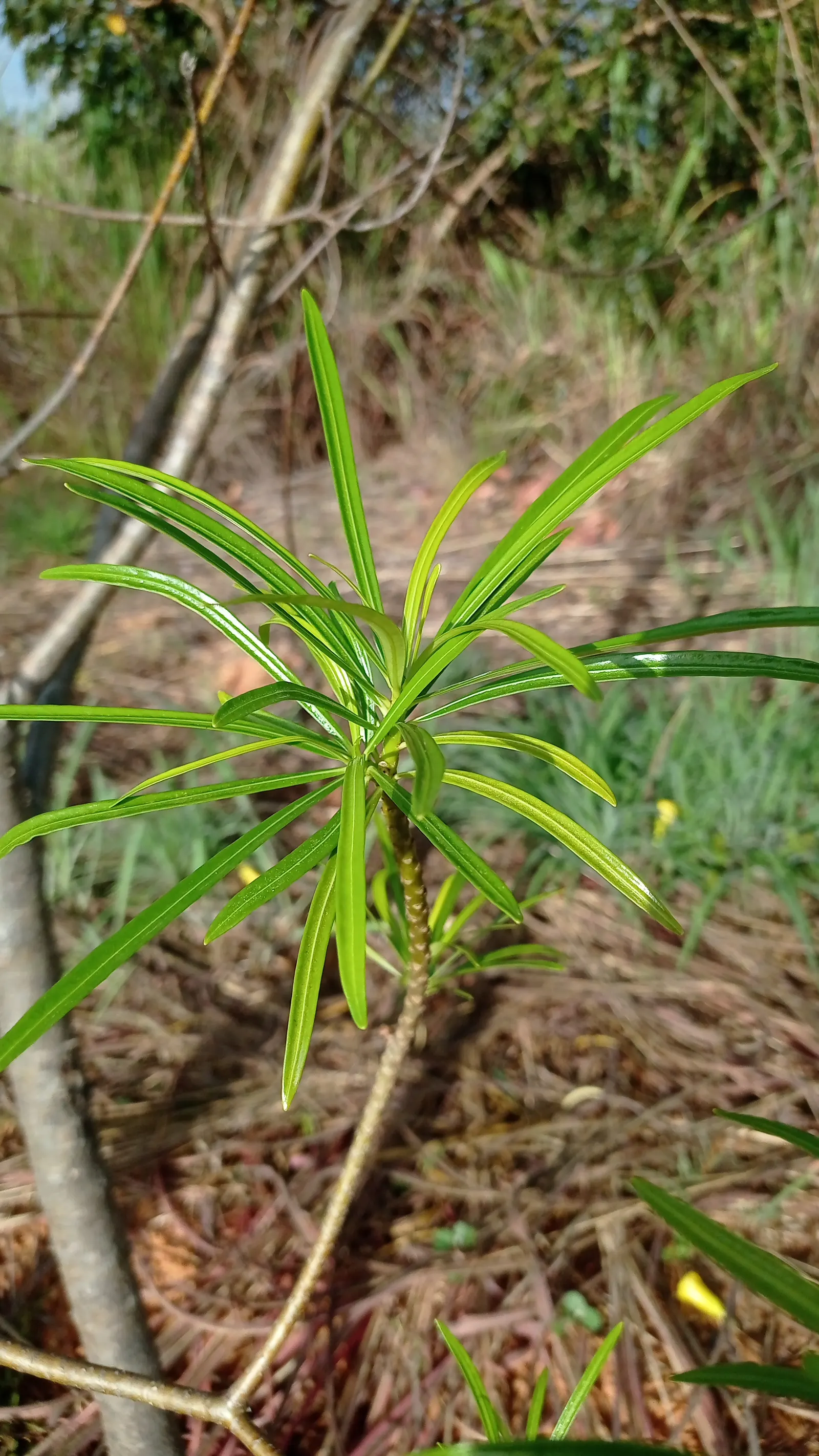 Yellow-Oleander (Thevetia Peruviana) — moderate watering is recommended; caution: All parts are highly toxic if ingested, image 97