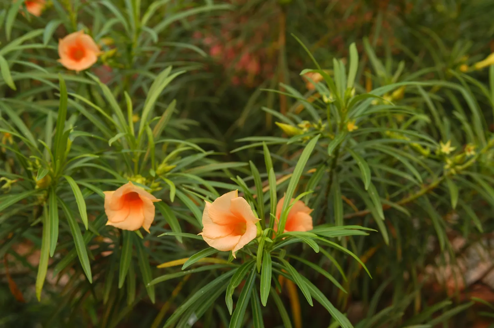 Yellow-Oleander (Thevetia Peruviana) — attracting pollinators such as bees and butterflies to the garden; <br><br>Originating from Central and, image 130