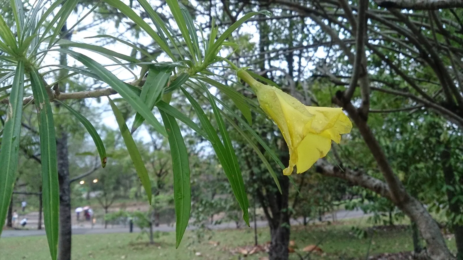 Yellow-Oleander (Thevetia Peruviana) — this evergreen shrub can grow anywhere between 6 to 12 feet in height with a spread of 6 to 10 feet, image 122