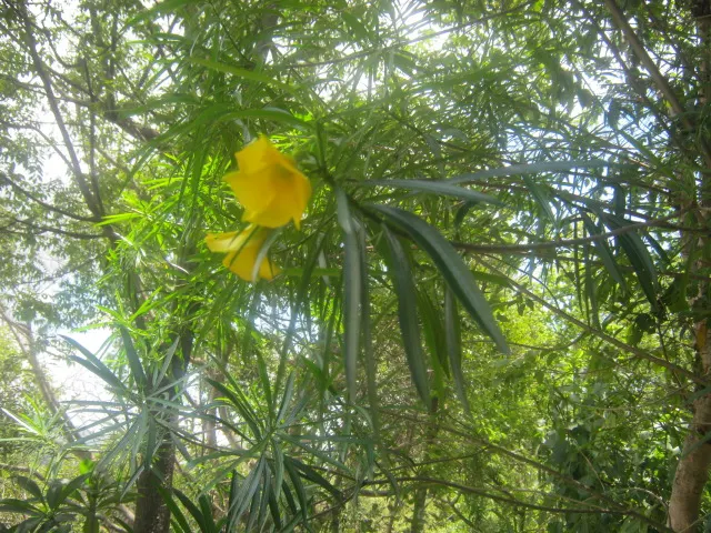 Yellow-Oleander (Thevetia Peruviana) — Blooming occurs from early summer to fall; attracting pollinators such as bees and butterflies to the garden