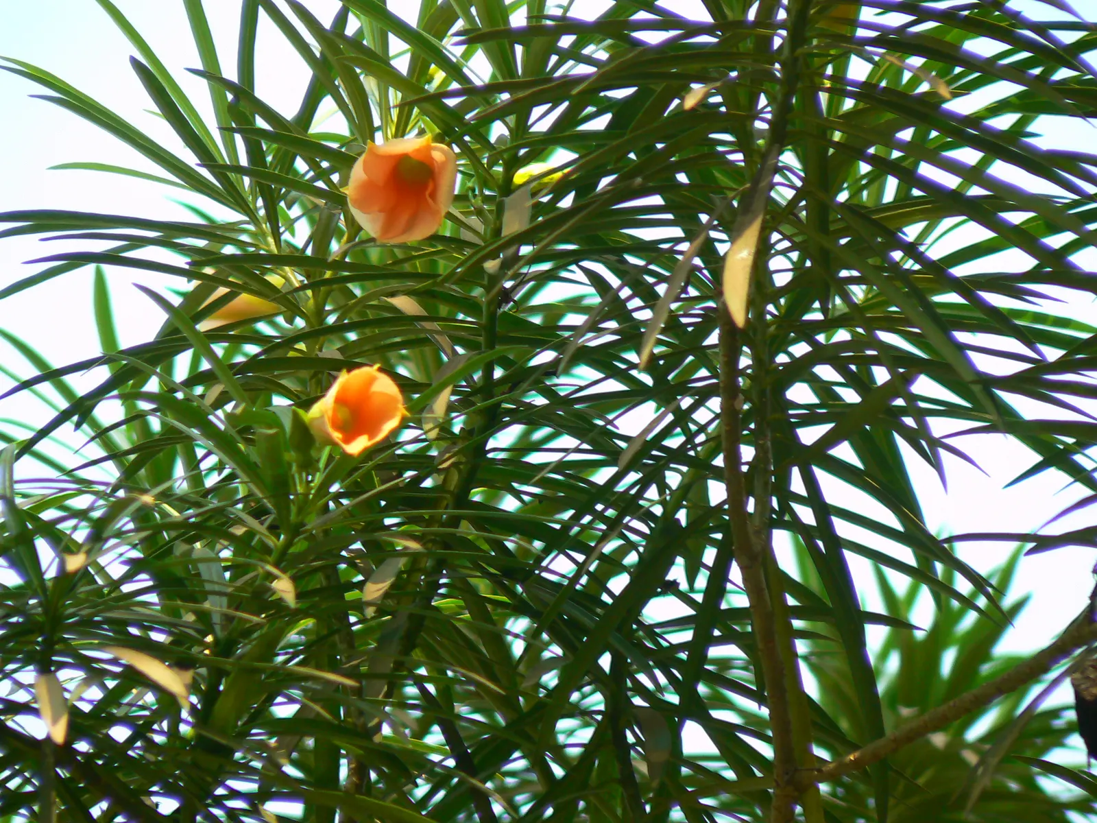 Yellow-Oleander (Thevetia Peruviana) — orange and yellow flowers in the garden; <br><br>Originating from Central and South America, Thevetia, image 82
