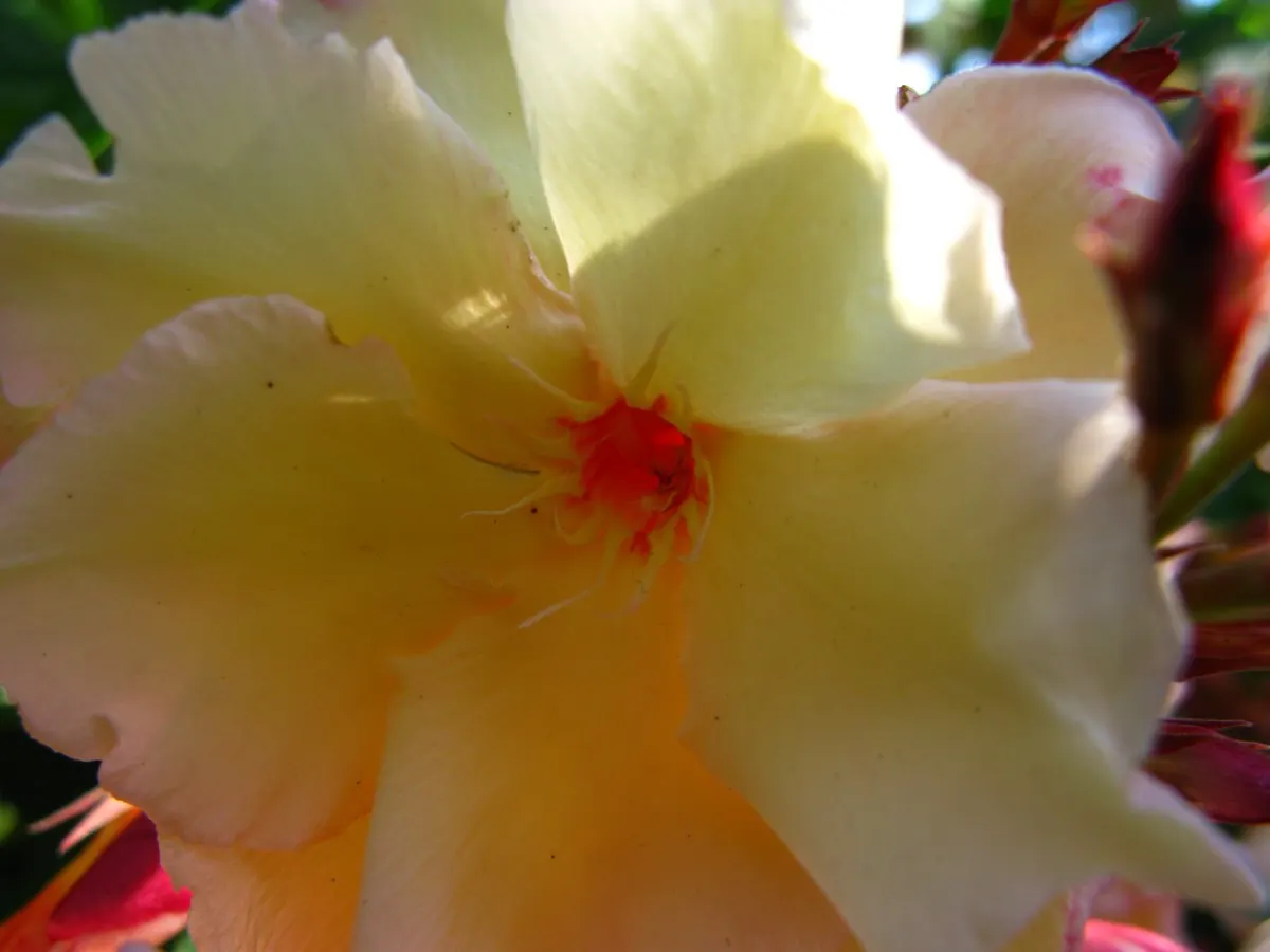 Yellow-Oleander (Thevetia Peruviana) — shrub / tree for full