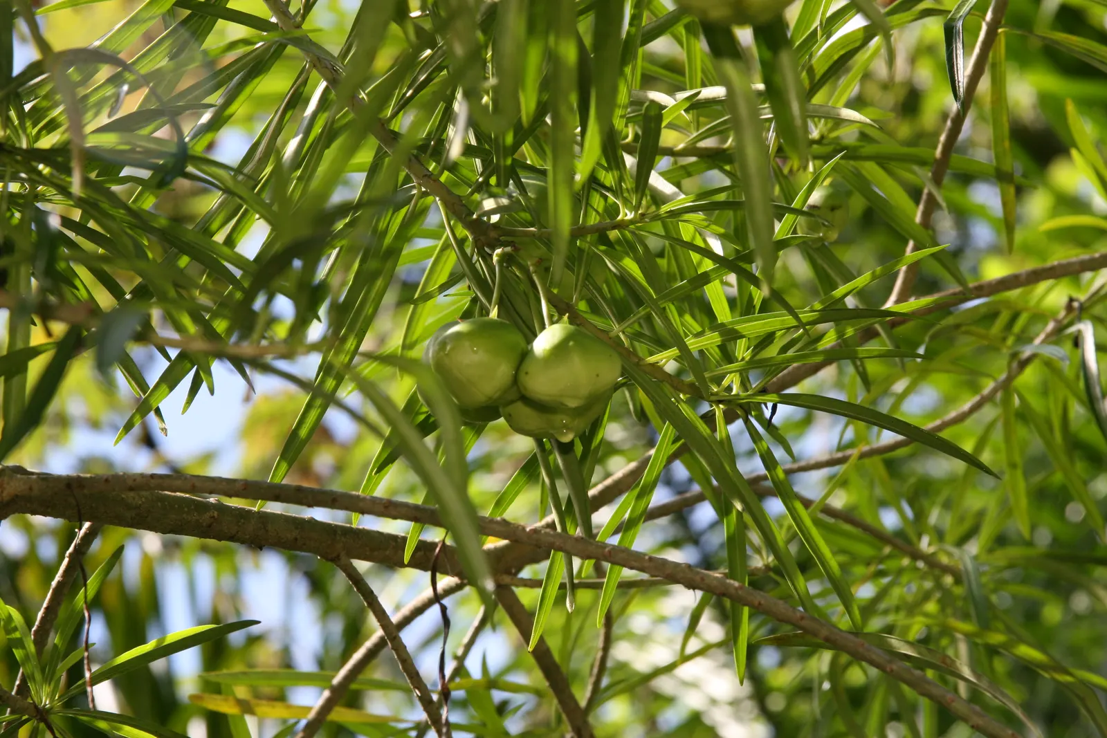 Yellow-Oleander (Thevetia Peruviana) — The plant's sap can also be irritating to the skin.<br><br>For maintenance; attracting pollinators such as, image 107
