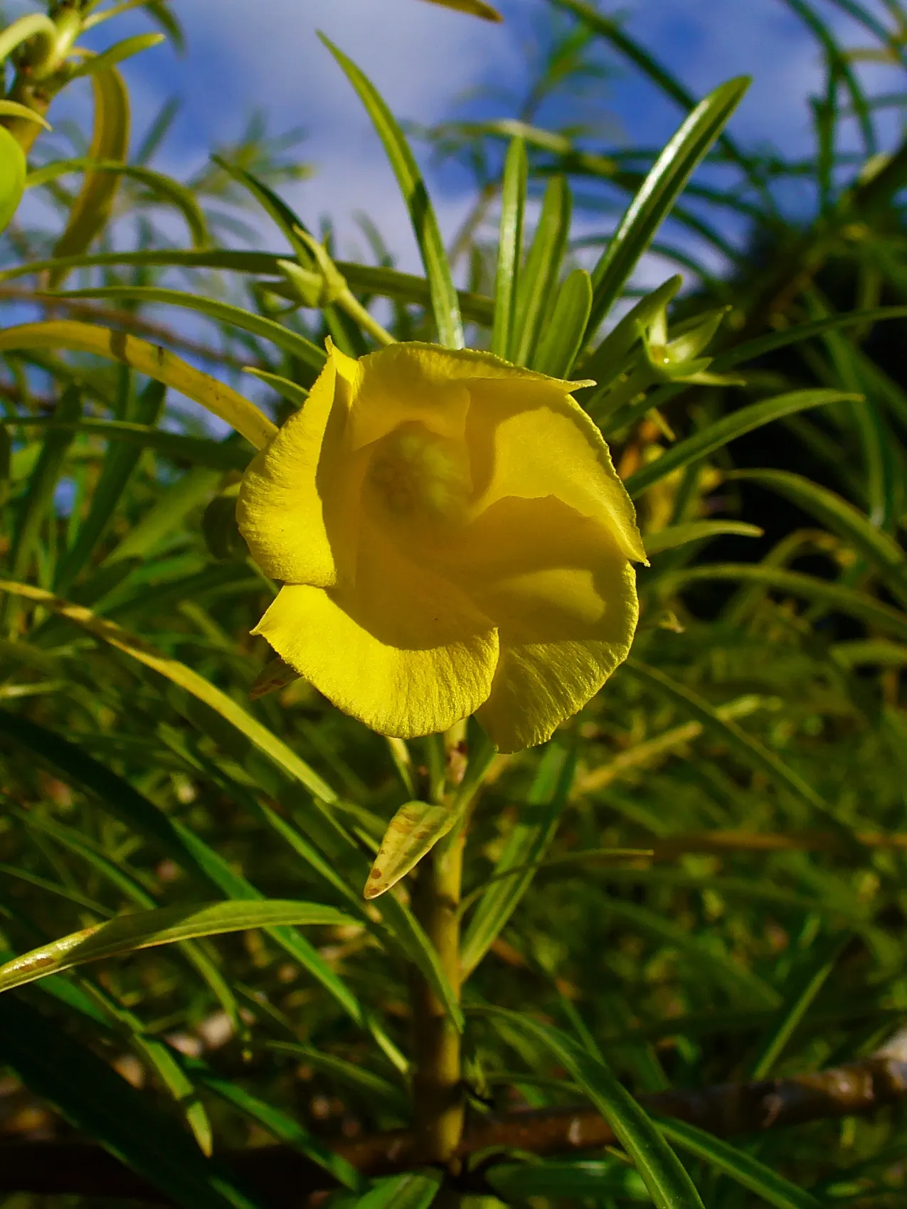 Yellow-Oleander (Thevetia Peruviana) — measuring about 4 to 8 inches long; attracting pollinators such as bees and butterflies to the garden, image 127