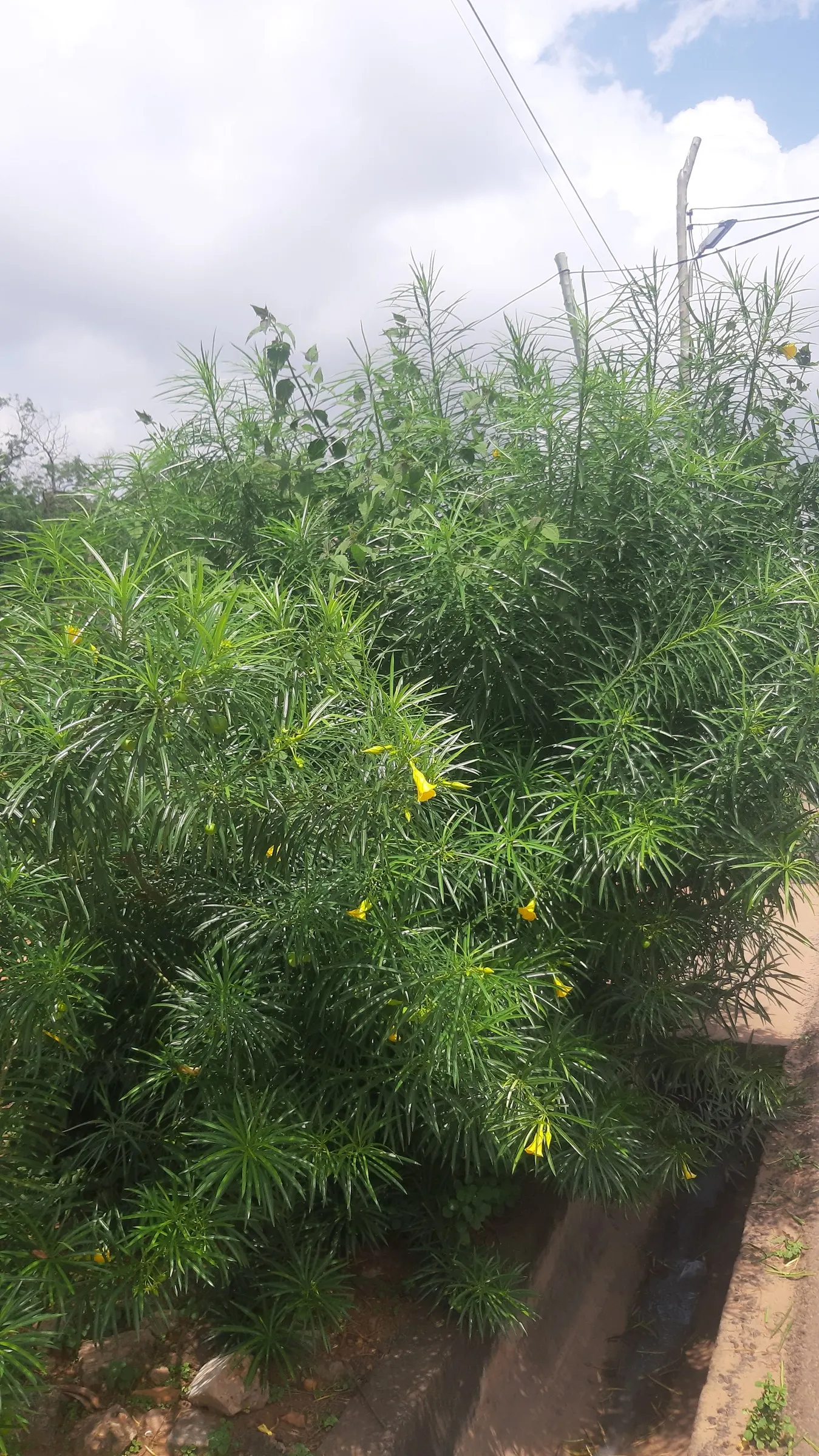 Yellow-Oleander (Thevetia Peruviana) — contribute to the plant's lush texture