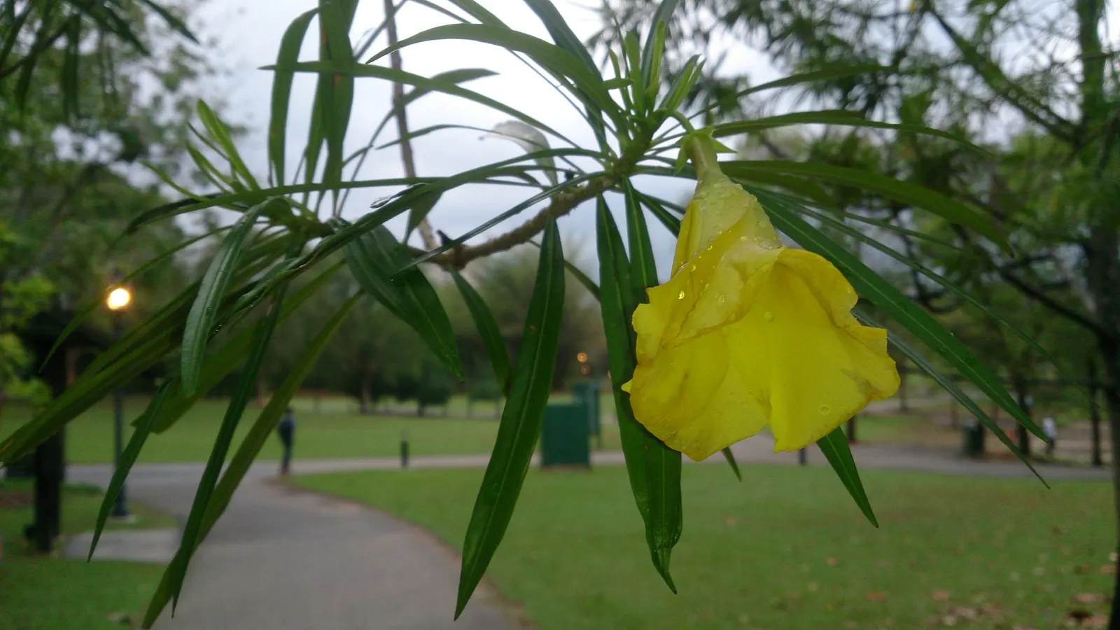 Yellow-Oleander (Thevetia Peruviana) — due to its toxicity and potential to grow to a significant size; caution: All parts are highly toxic if, image 81
