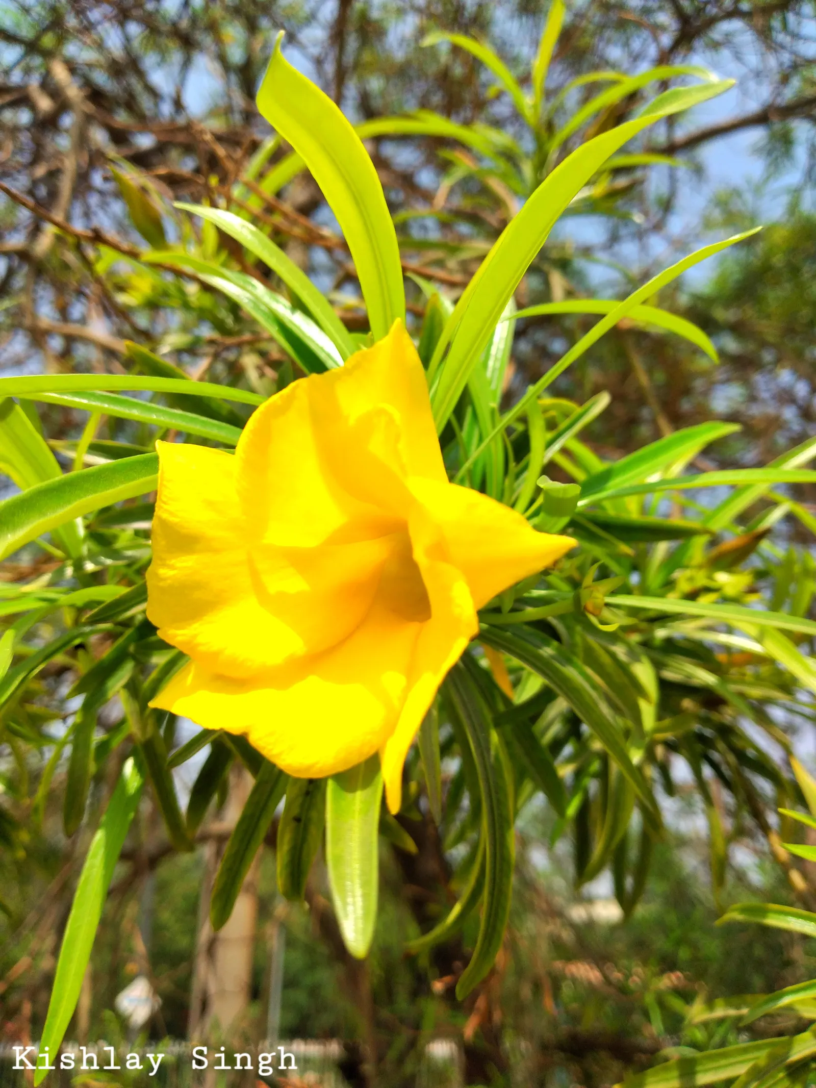 Yellow-Oleander (Thevetia Peruviana) — so caution is advised in landscapes accessed by pets or small children; <br><br>Originating from Central and, image 134