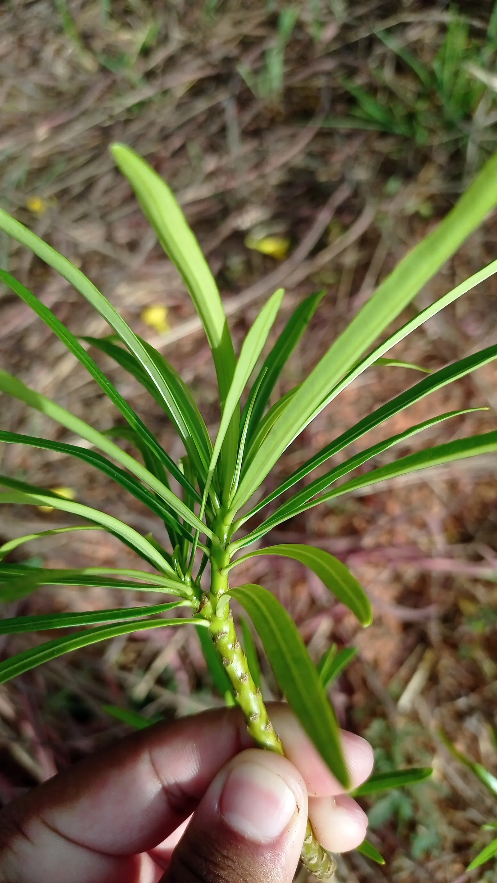 Yellow-Oleander (Thevetia Peruviana) — delivering a long-lasting display.<br><br>Notably; due to its toxicity and potential to grow to a, image 76