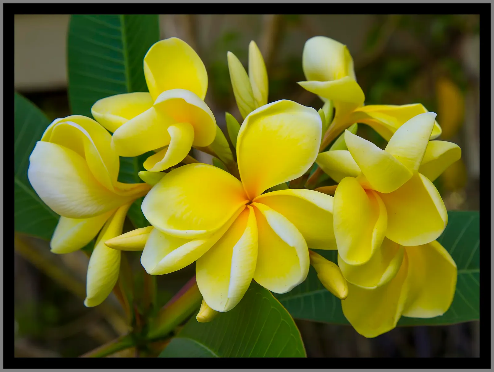 Yellow-Oleander (Thevetia Peruviana) — due to its toxicity and potential to grow to a significant size; caution: All parts are highly toxic if, image 137