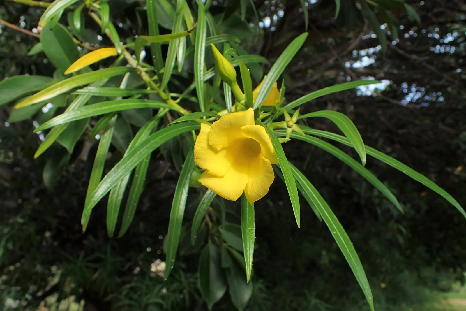 Yellow-Oleander (Thevetia Peruviana) — Requires minimal maintenance once established; <br><br>Originating from Central and South America, Thevetia, image 62
