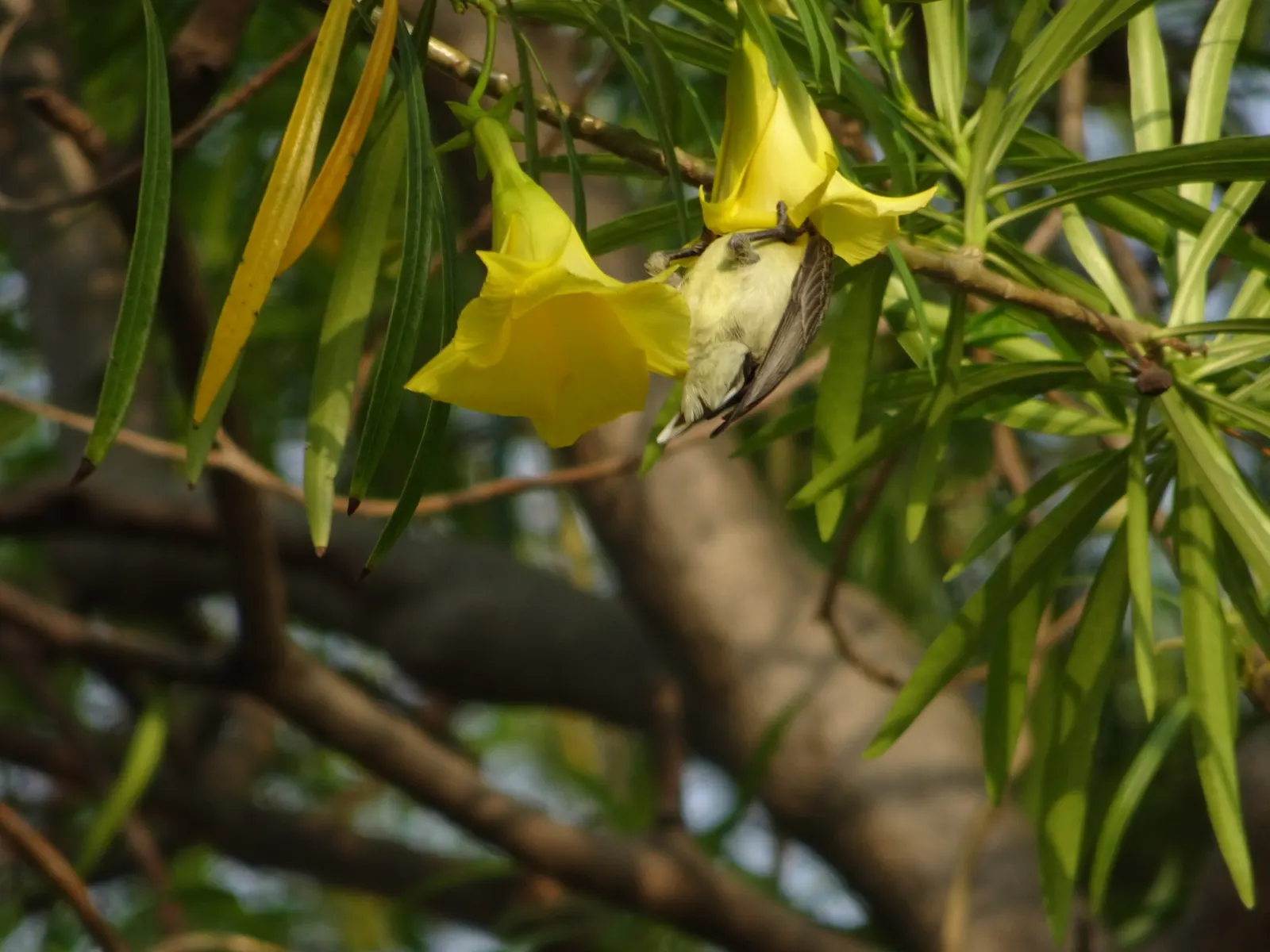 Yellow-Oleander (Thevetia Peruviana) — is a highly ornamental shrub that offers a striking display with its vibrant yellow; due to its toxicity and, image 92