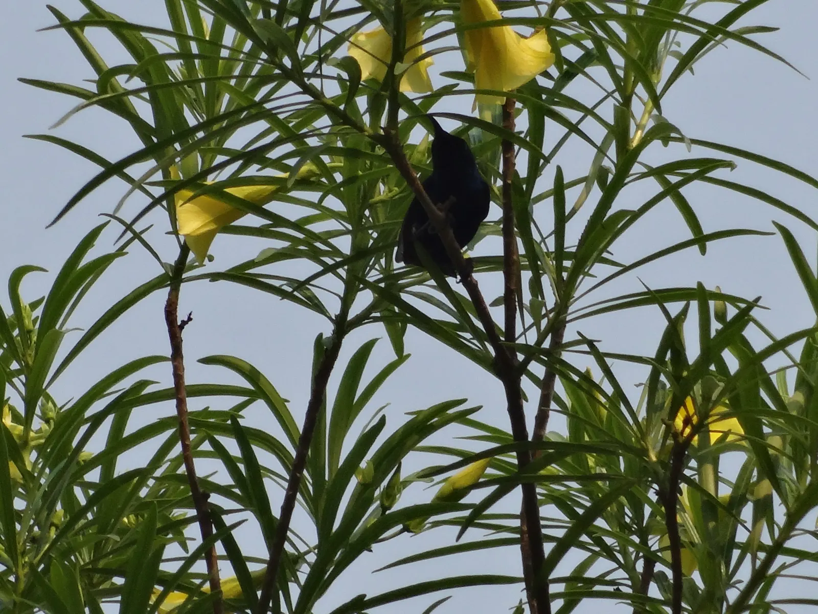 Yellow-Oleander (Thevetia Peruviana) — Often employed as a focal point in landscape designs; caution: All parts are highly toxic if ingested, image 149