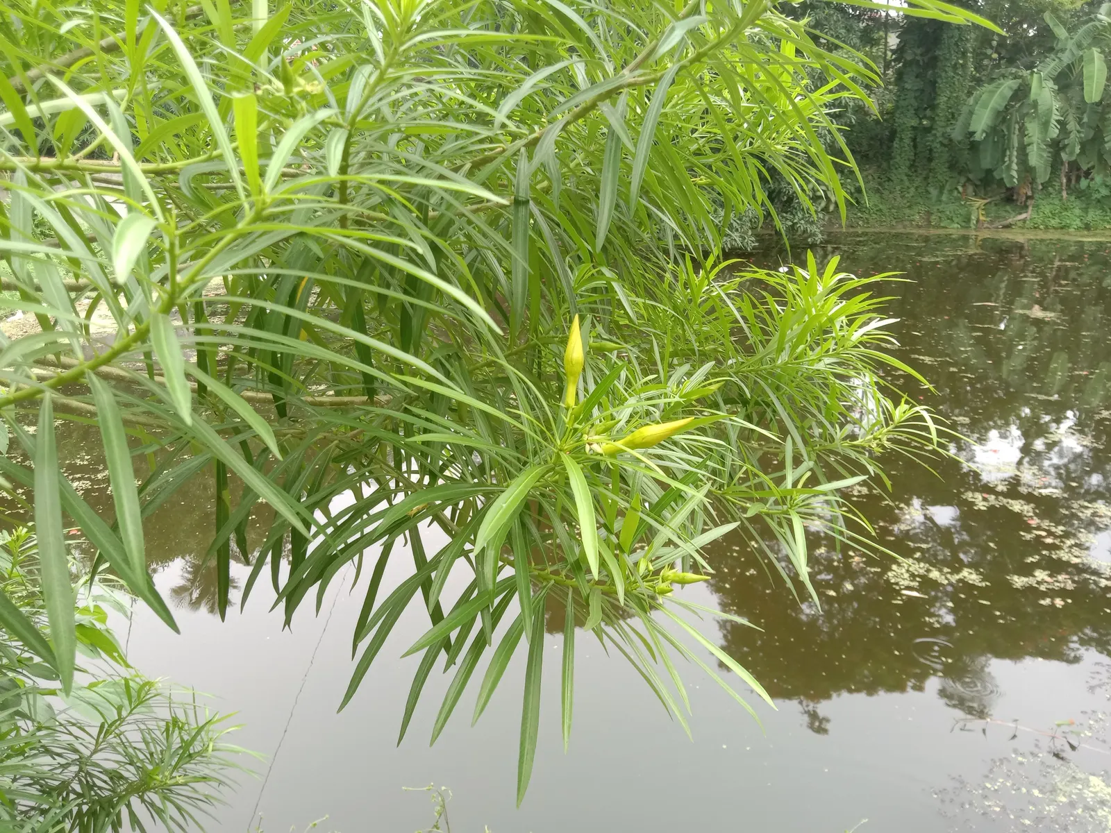 Yellow-Oleander (Thevetia Peruviana) — this evergreen shrub can grow anywhere between 6 to 12 feet in height with a spread of 6 to 10 feet; <br><br>Originating