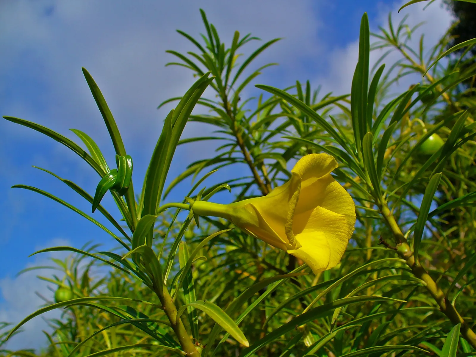 Yellow-Oleander (Thevetia Peruviana) — Blooming occurs from early summer to fall