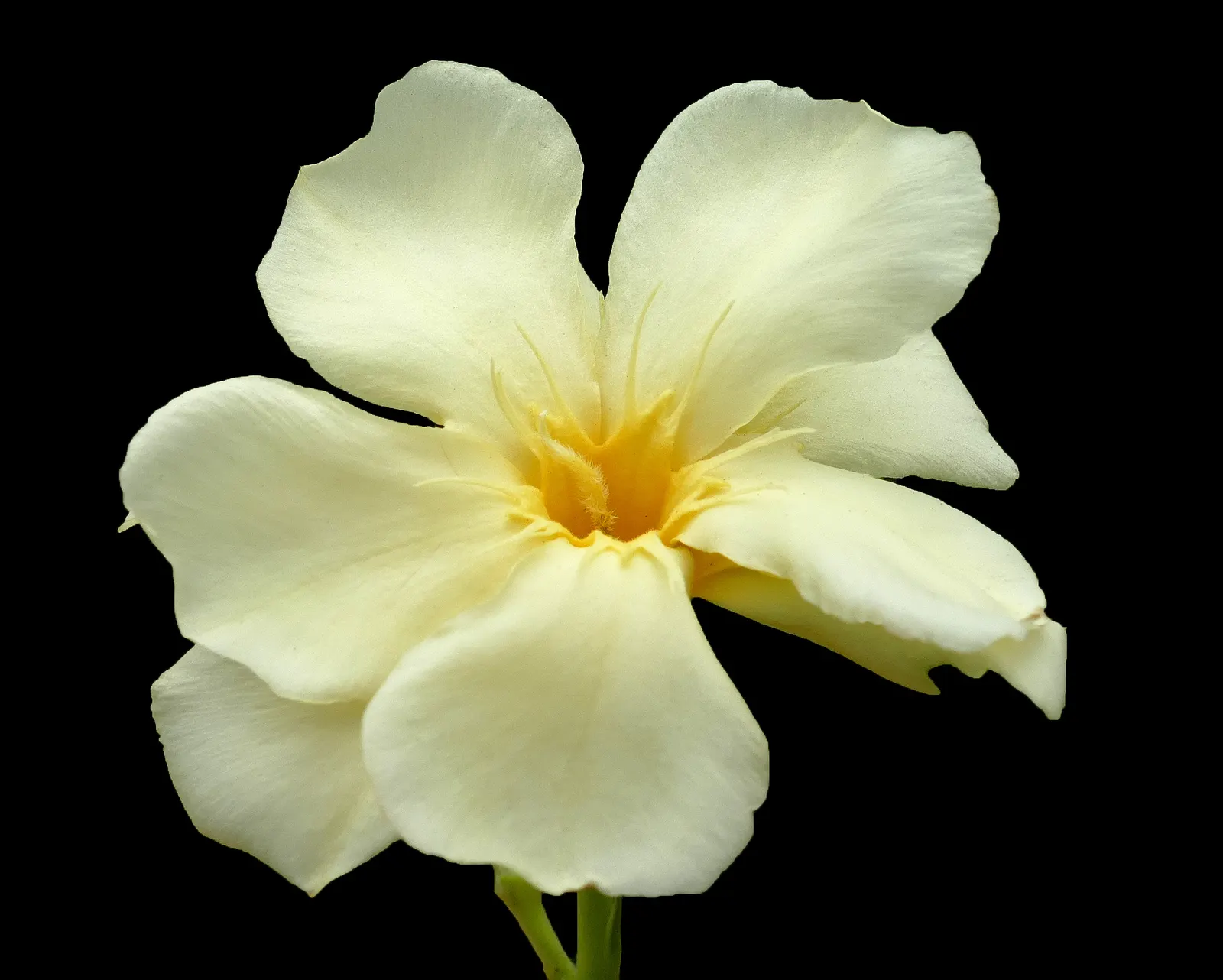 Yellow-Oleander (Thevetia Peruviana) — measuring about 4 to 8 inches long; attracting pollinators such as bees and butterflies to the garden