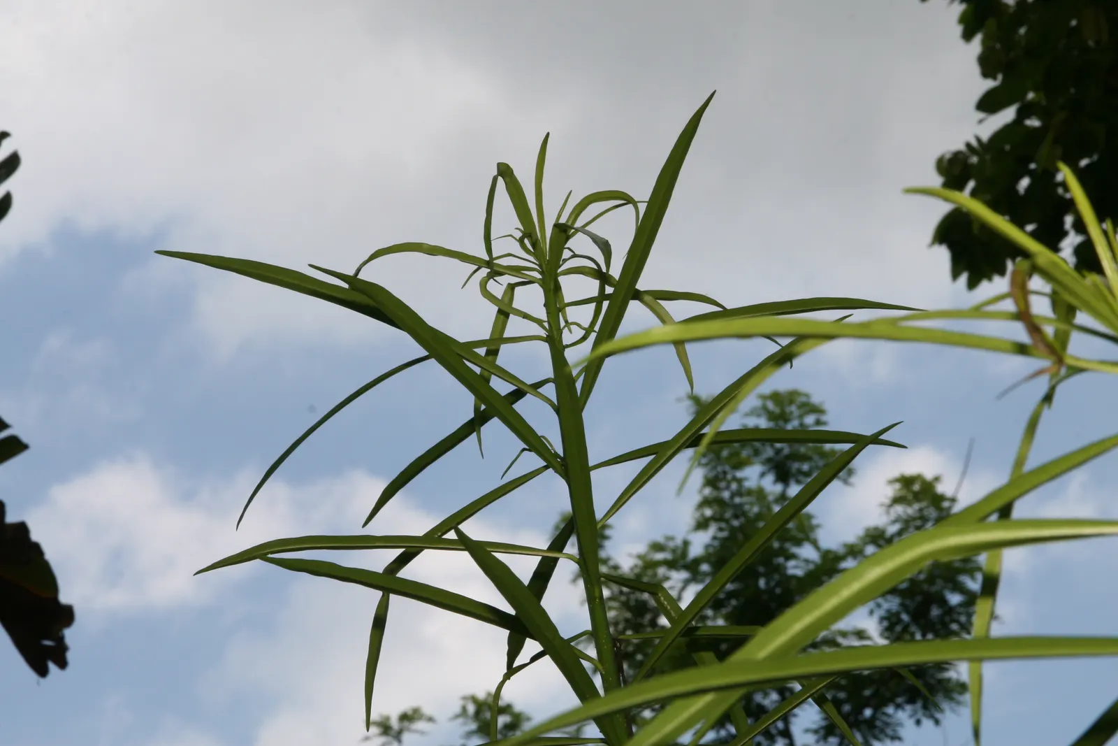 Yellow-Oleander (Thevetia Peruviana) — this evergreen shrub can grow anywhere between 6 to 12 feet in height with a spread of 6 to 10 feet, image 150