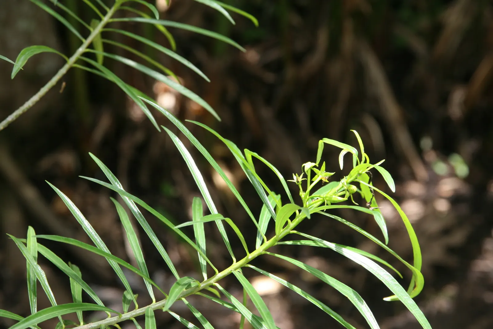 Yellow-Oleander (Thevetia Peruviana) — <br><br>Originating from Central and South America, Thevetia peruviana thrives in USDA hardiness zones 8 to, image 151