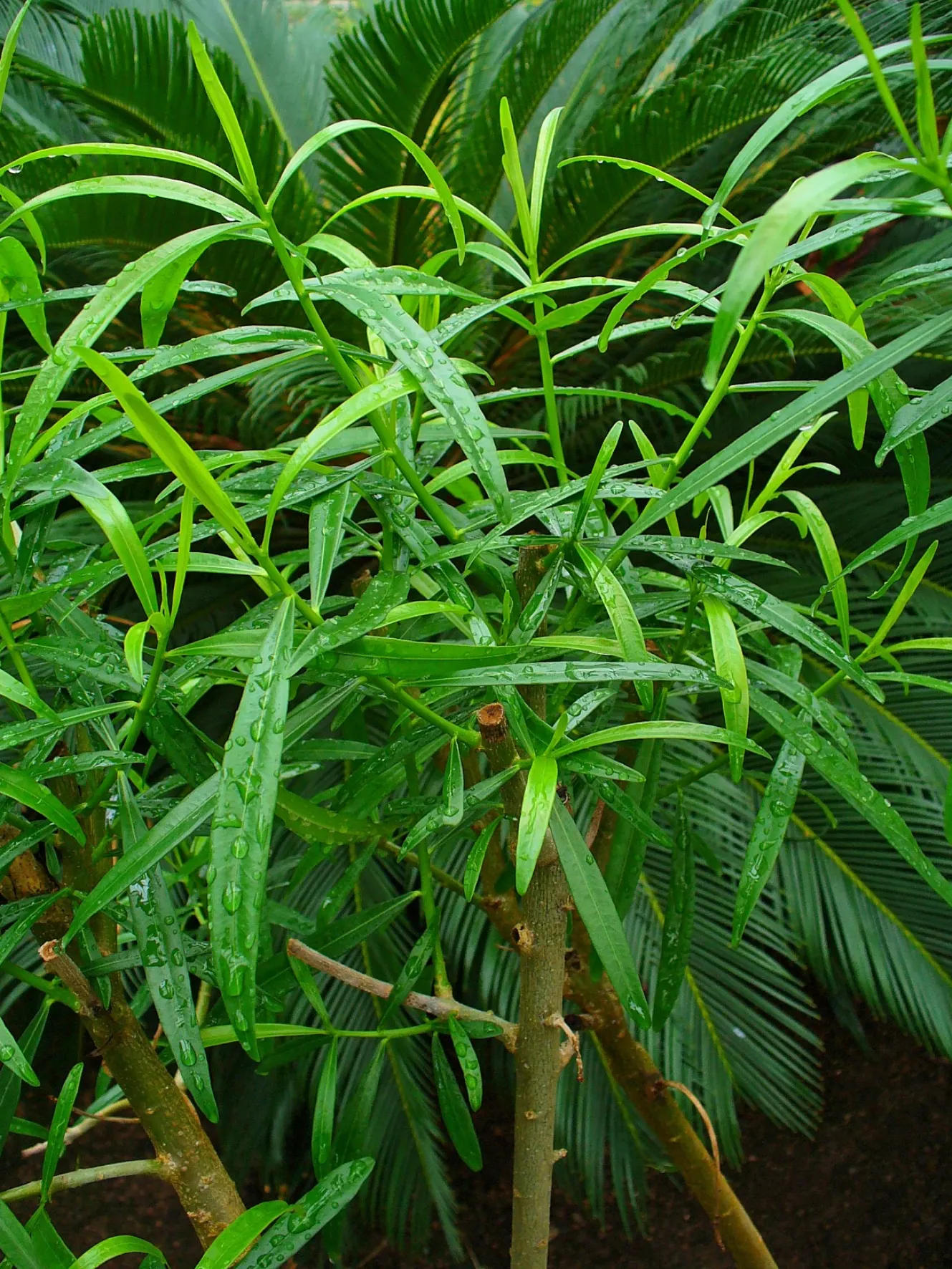 Yellow-Oleander (Thevetia Peruviana) — so caution is advised in landscapes accessed by pets or small children; <br><br>Originating from Central and, image 78