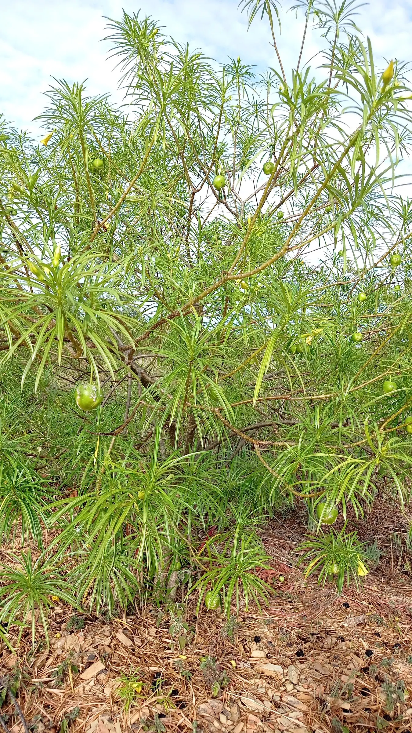 Yellow-Oleander (Thevetia Peruviana) — while the vivid blooms can reach up to 2 inches in length; caution: All parts are highly toxic if ingested, image 129