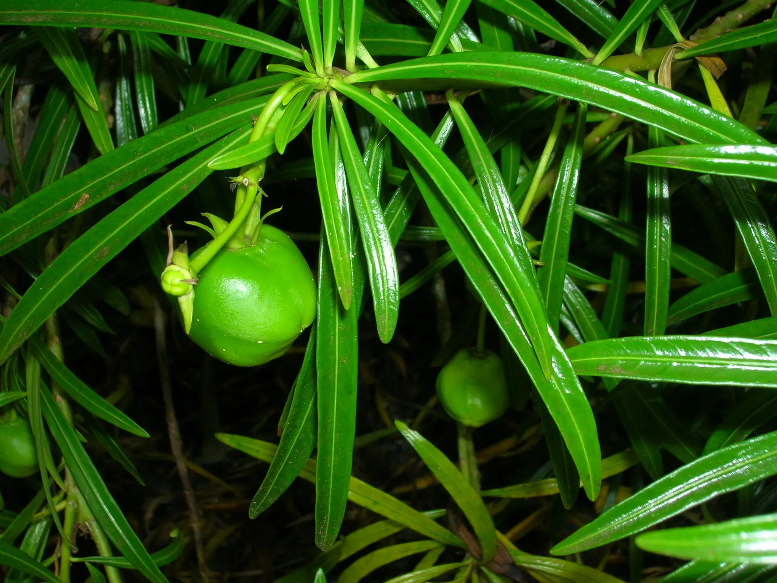 Yellow-Oleander (Thevetia Peruviana) — Often employed as a focal point in landscape designs; caution: All parts are highly toxic if ingested, image 121