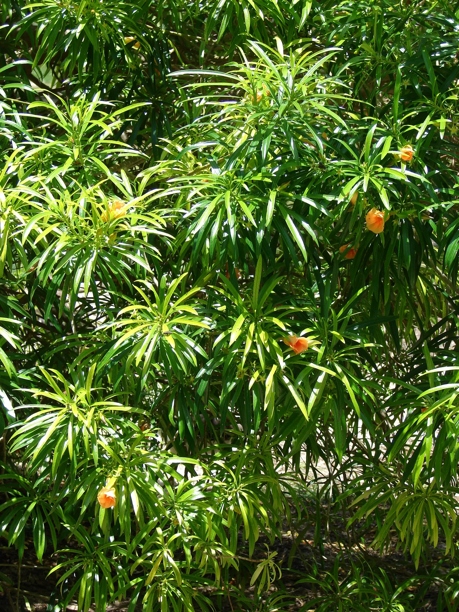 Yellow-Oleander (Thevetia Peruviana) — so caution is advised in landscapes accessed by pets or small children