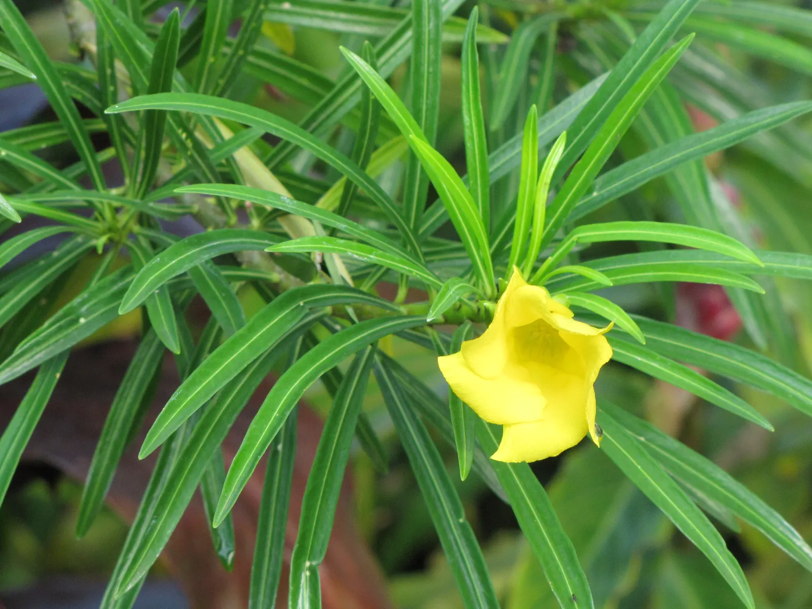 Yellow-Oleander (Thevetia Peruviana) — Hardy in USDA zones 8-10, it thrives in full sun and well-drained soils