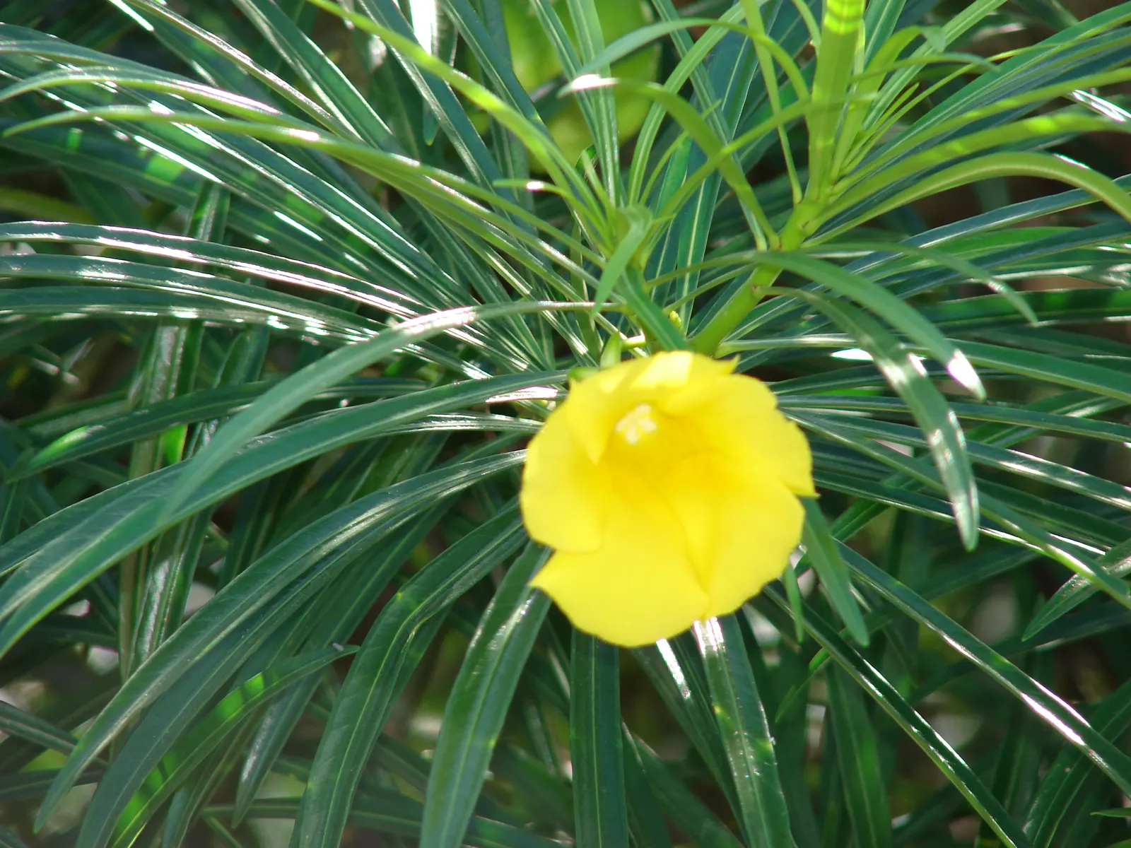Yellow-Oleander (Thevetia Peruviana) — as the plant is drought-tolerant once established.<br><br>The glossy lanceolate leaves; <br><br>Originating from Central