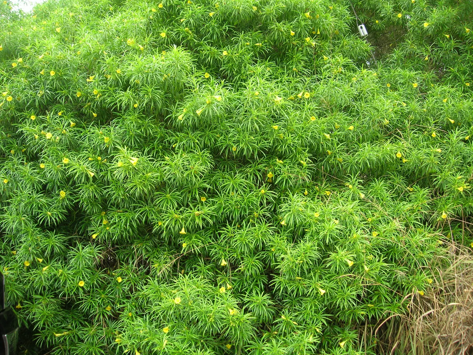 Yellow-Oleander (Thevetia Peruviana) — moderate watering is recommended