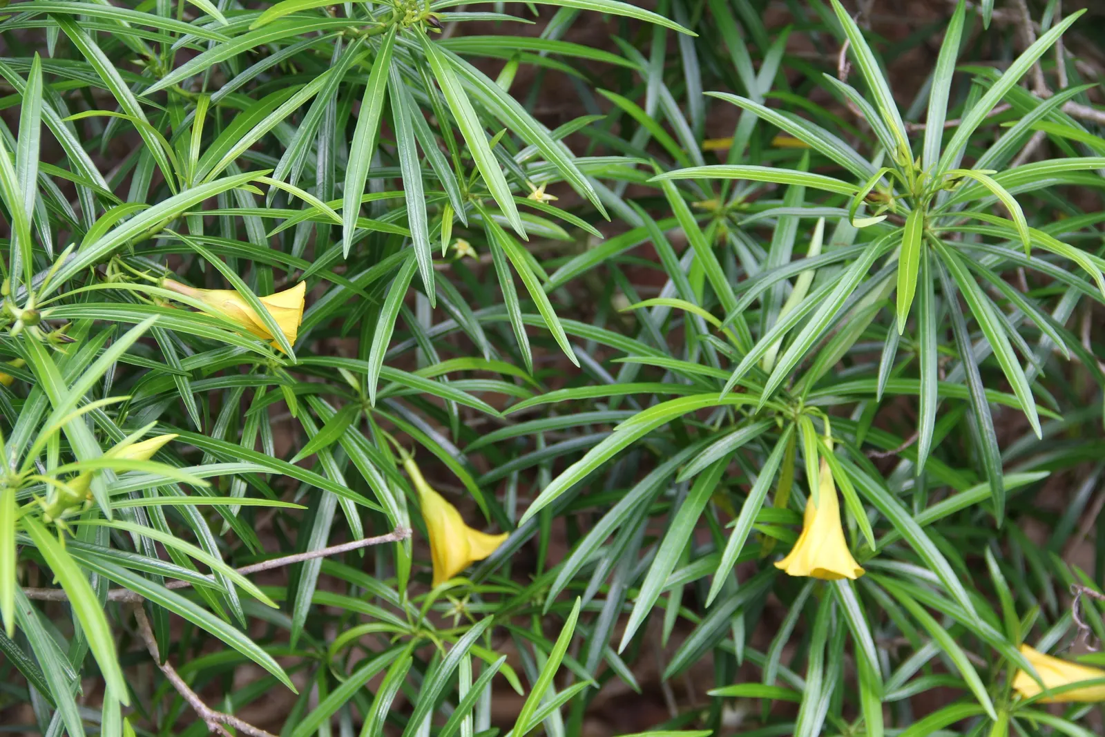 Yellow-Oleander (Thevetia Peruviana) — Hardy in USDA zones 8-10, it thrives in full sun and well-drained soils; attracting pollinators such as bees, image 87
