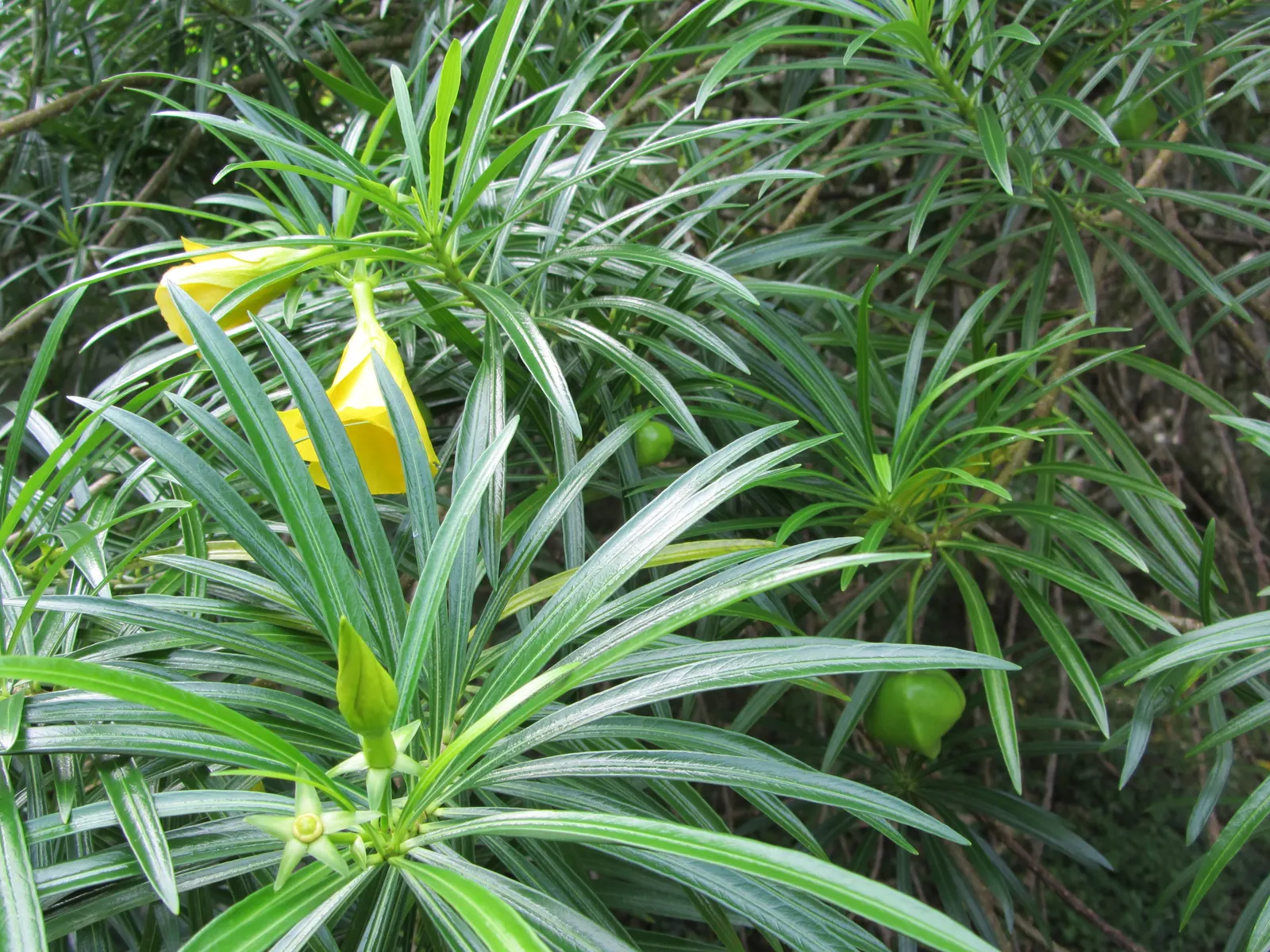 Yellow-Oleander (Thevetia Peruviana) — Blooming occurs from early summer to fall; attracting pollinators such as bees and butterflies to the garden, image 75
