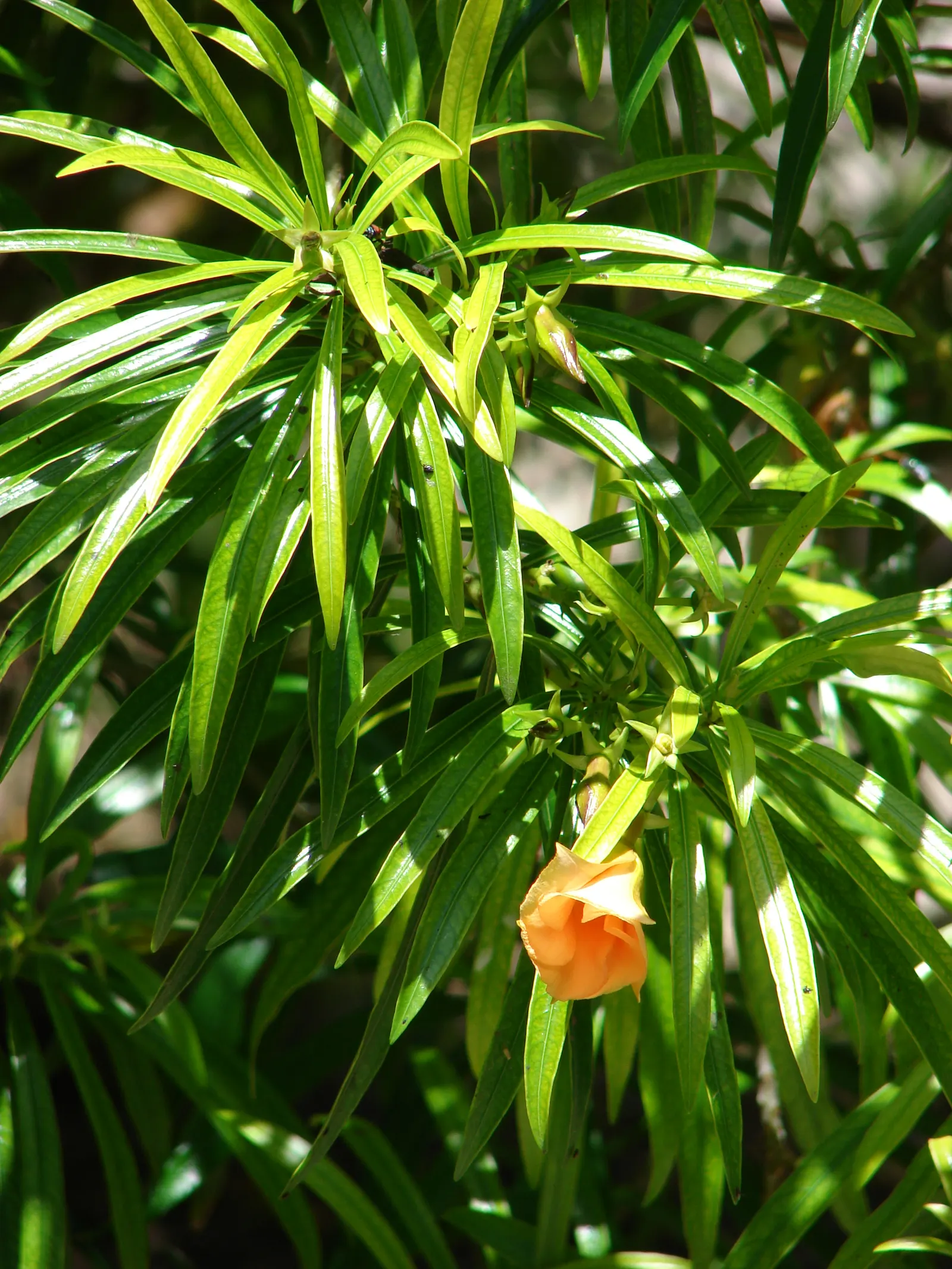 Yellow-Oleander (Thevetia Peruviana) — Yellow-Oleander (Thevetia peruviana) is a tropical, evergreen shrub or small tree, reaching 10-20 ft, image 85