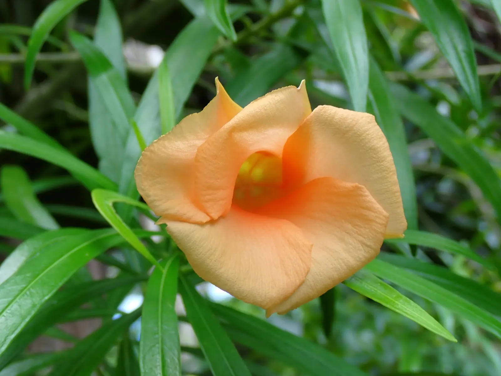 Yellow-Oleander (Thevetia Peruviana) — Hardy in USDA zones 8-10, it thrives in full sun and well-drained soils; attracting pollinators such as bees, image 59