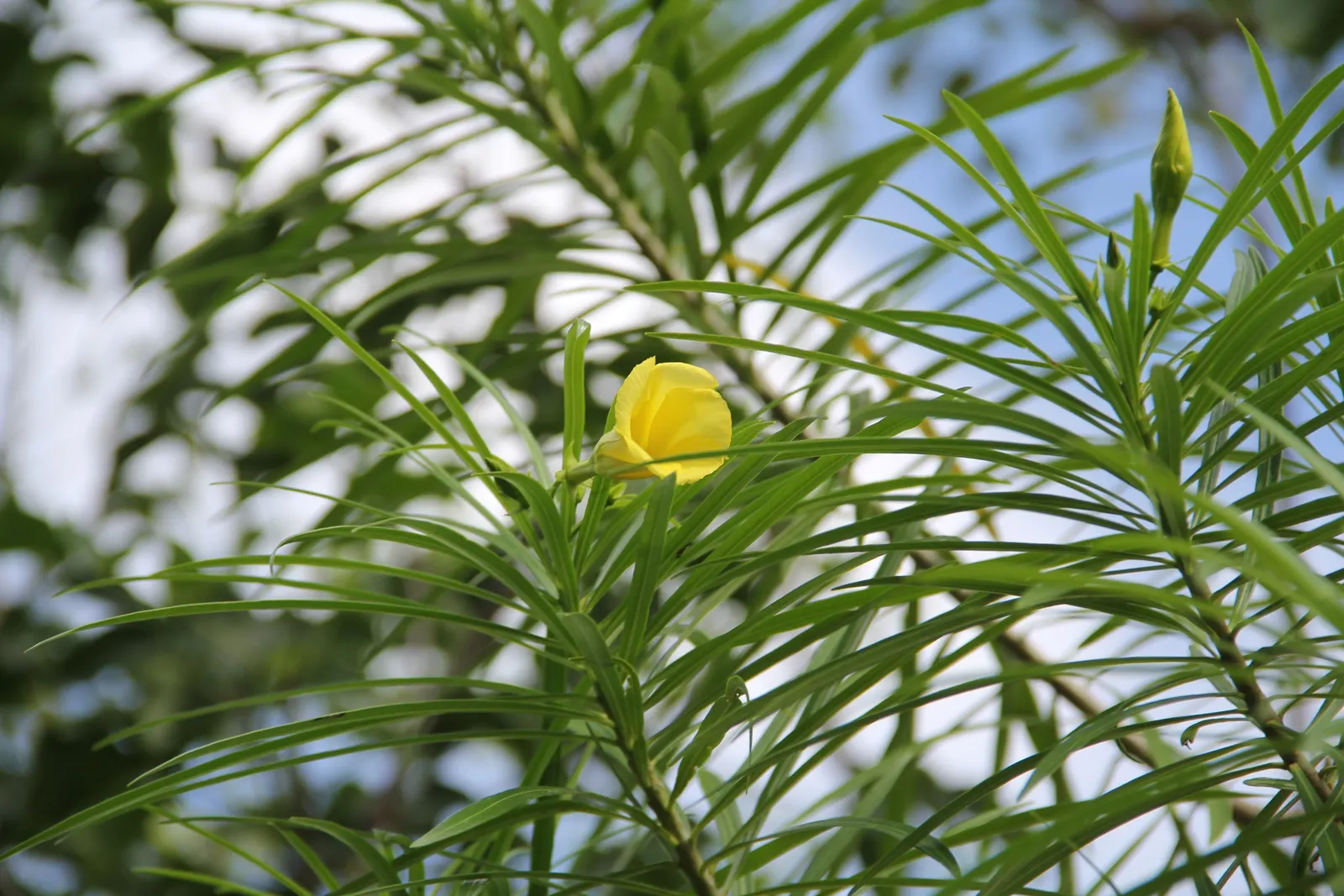 Yellow-Oleander (Thevetia Peruviana) — contribute to the plant's lush texture; due to its toxicity and potential to grow to a significant size