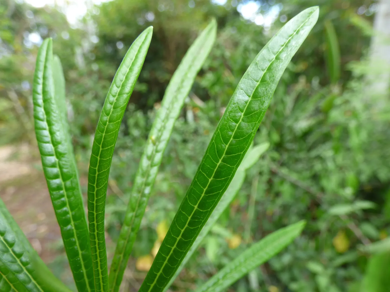 Yellow-Oleander (Thevetia Peruviana) — while the vivid blooms can reach up to 2 inches in length; caution: All parts are highly toxic if ingested