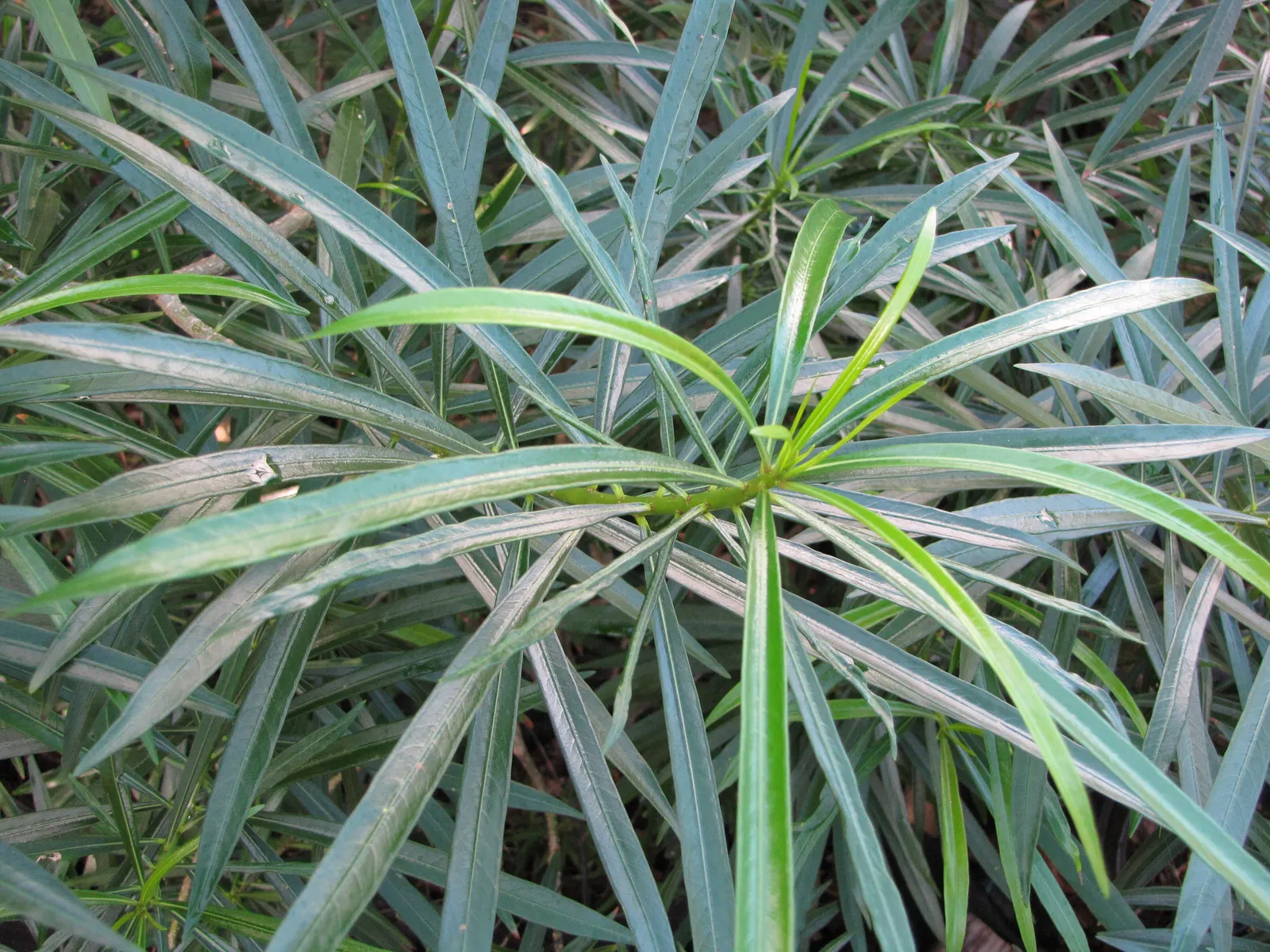 Yellow-Oleander (Thevetia Peruviana) — as the plant is drought-tolerant once established.<br><br>The glossy lanceolate leaves; <br><br>Originating, image 126