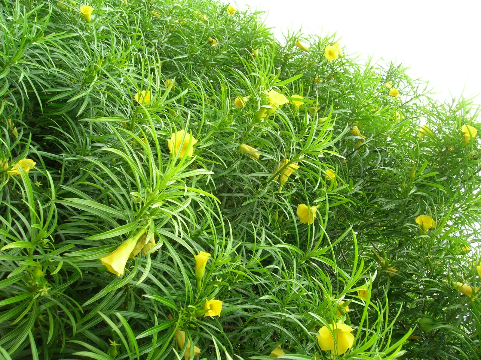 Yellow-Oleander (Thevetia Peruviana) — Caution: All parts are highly toxic if ingested