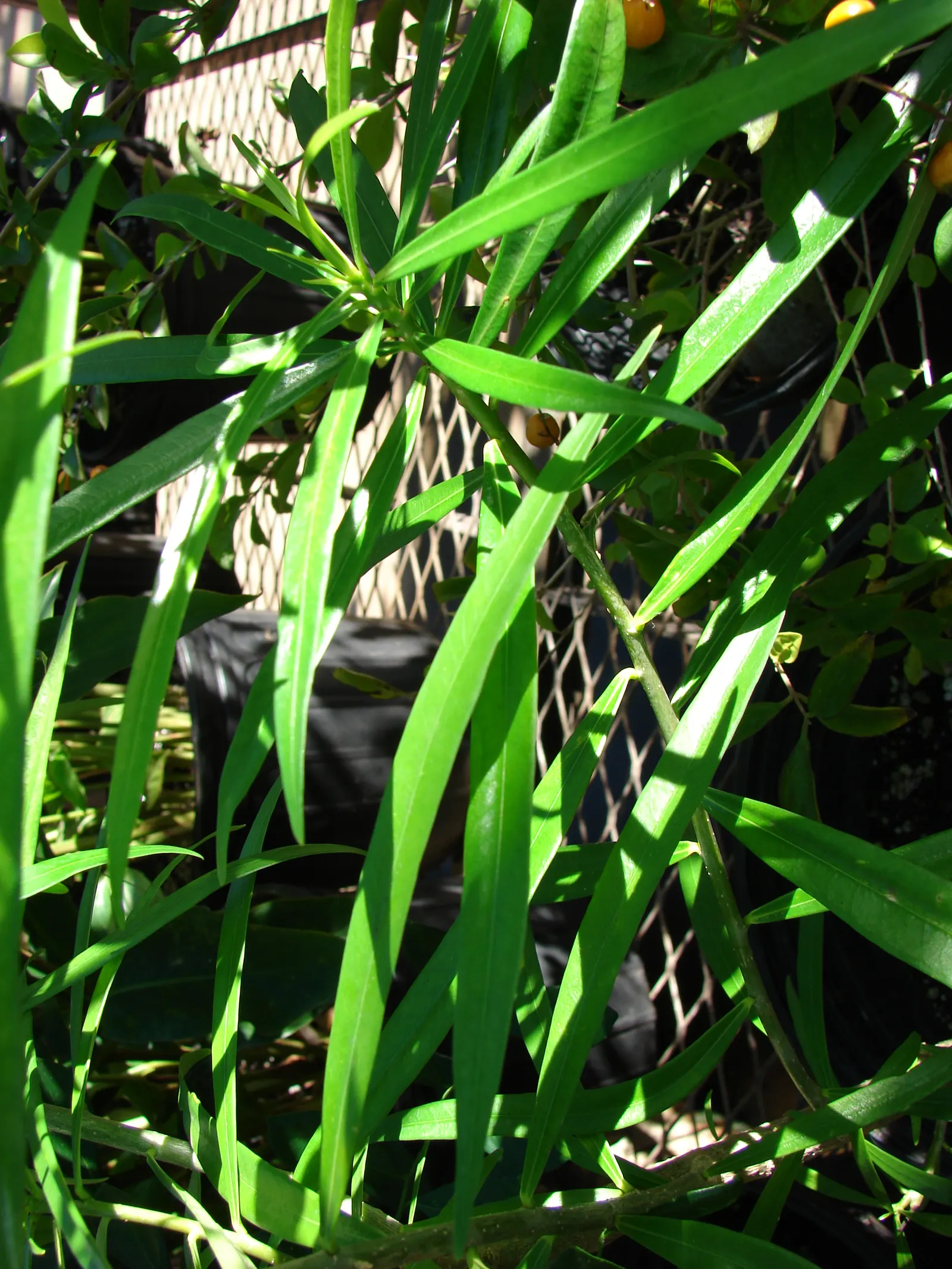 Yellow-Oleander (Thevetia Peruviana) — as the plant is drought-tolerant once established.<br><br>The glossy lanceolate leaves; <br><br>Originating, image 154