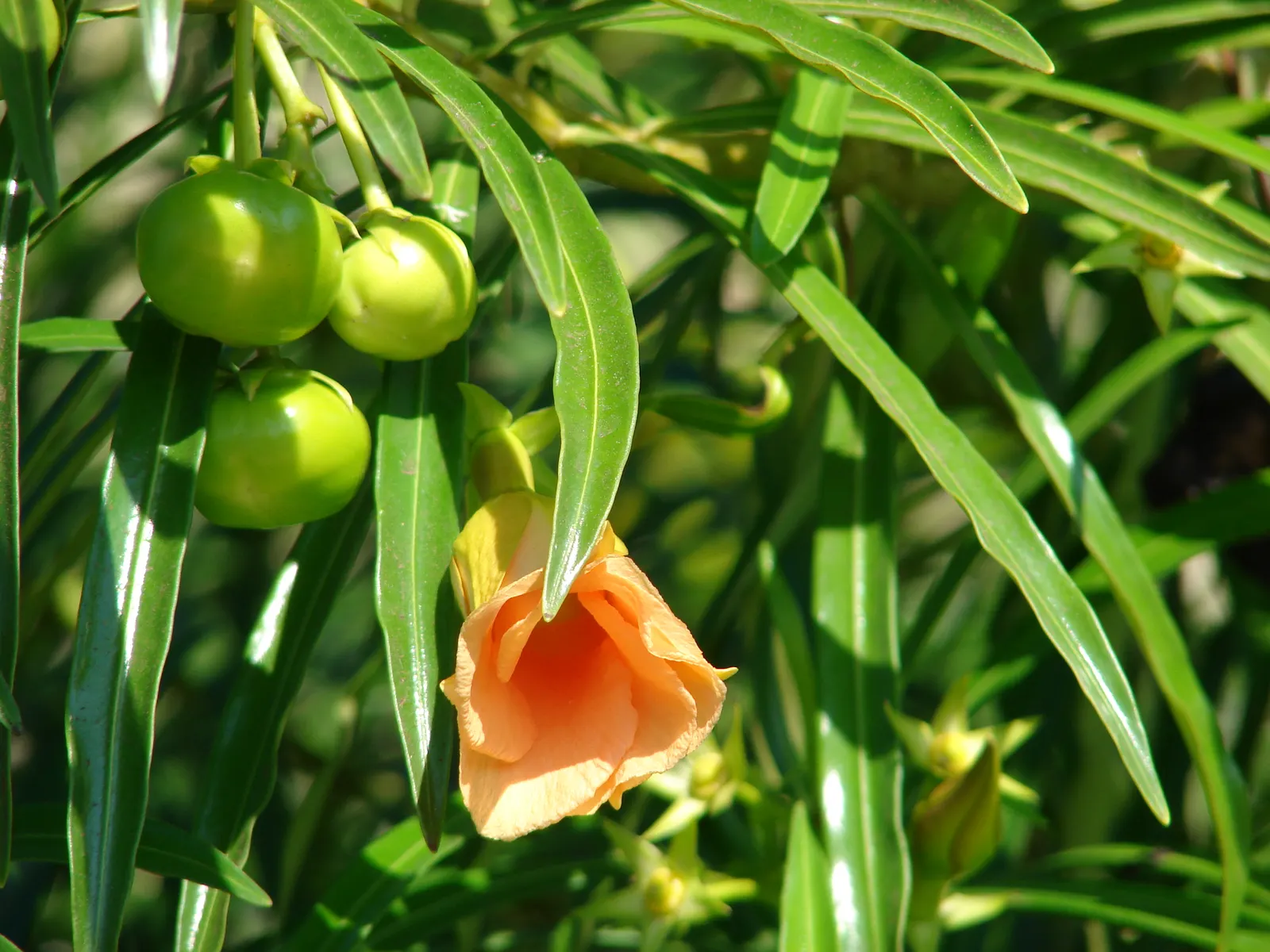 Yellow-Oleander (Thevetia Peruviana) — all parts of the Yellow Oleander plant are toxic if ingested; caution: All parts are highly toxic if ingested, image 77