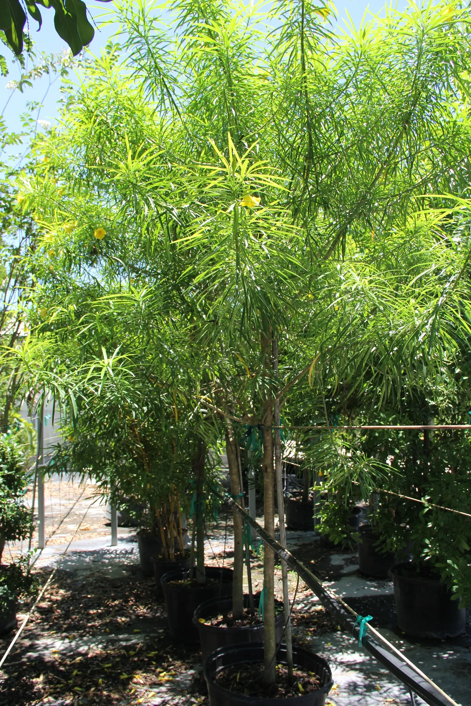 Yellow-Oleander (Thevetia Peruviana) — Yellow-Oleander (Thevetia peruviana) is a tropical, evergreen shrub or small tree, reaching 10-20 ft