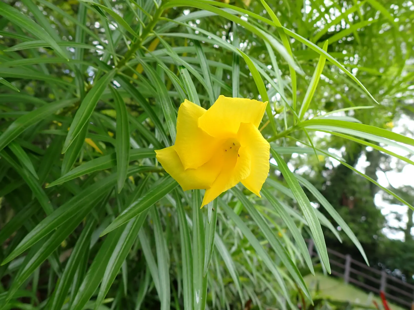Yellow-Oleander (Thevetia Peruviana) — moderate watering is recommended; caution: All parts are highly toxic if ingested