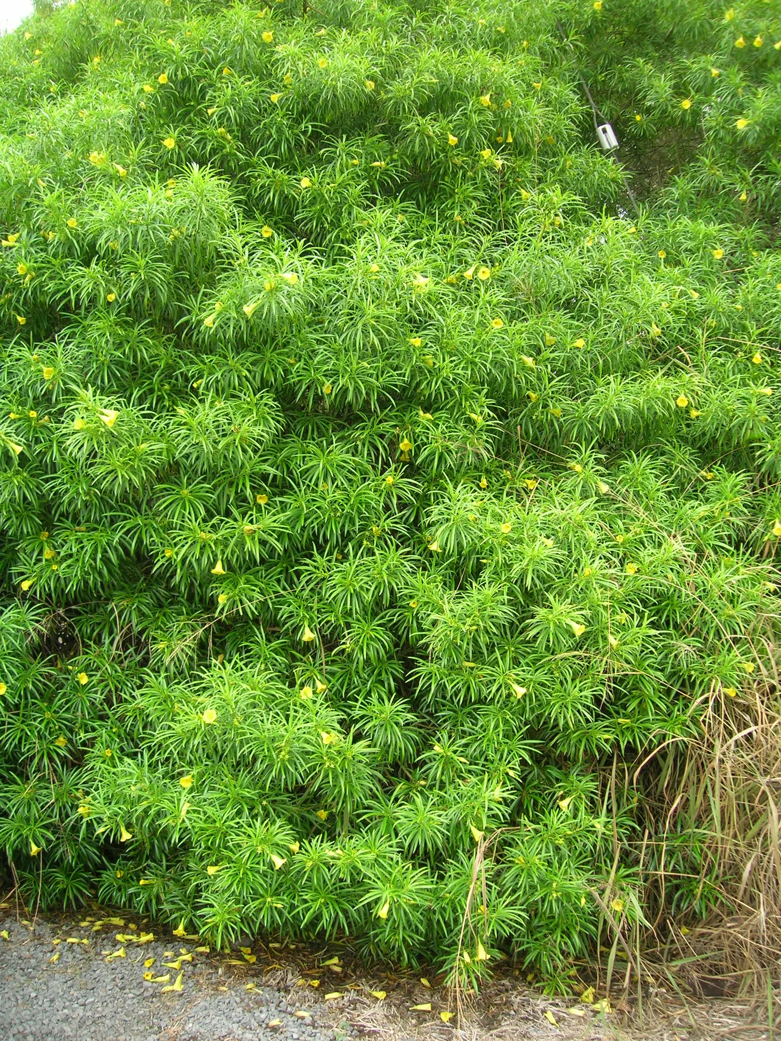 Yellow-Oleander (Thevetia Peruviana) — <br><br>Originating from Central and South America, Thevetia peruviana thrives in USDA hardiness zones 8 to, image 67