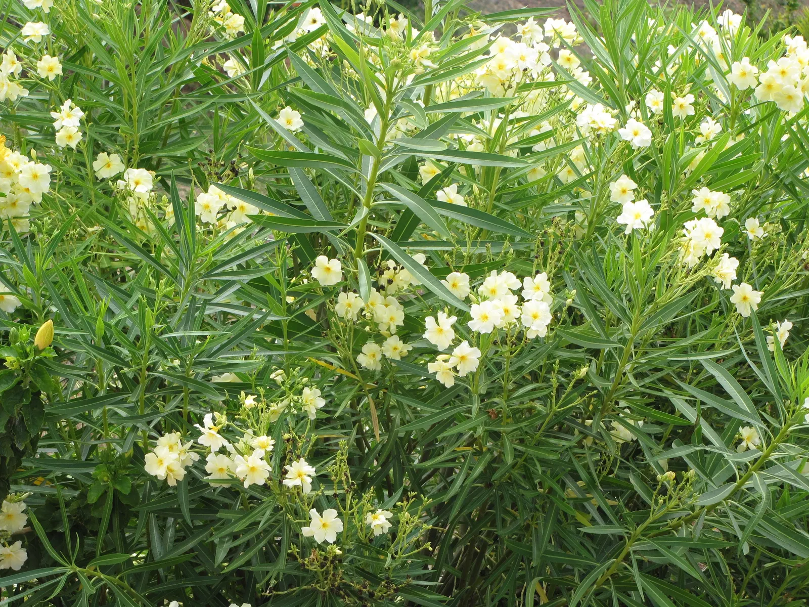 Yellow-Oleander (Thevetia Peruviana) — all parts of the Yellow Oleander plant are toxic if ingested; caution: All parts are highly toxic if ingested, image 105